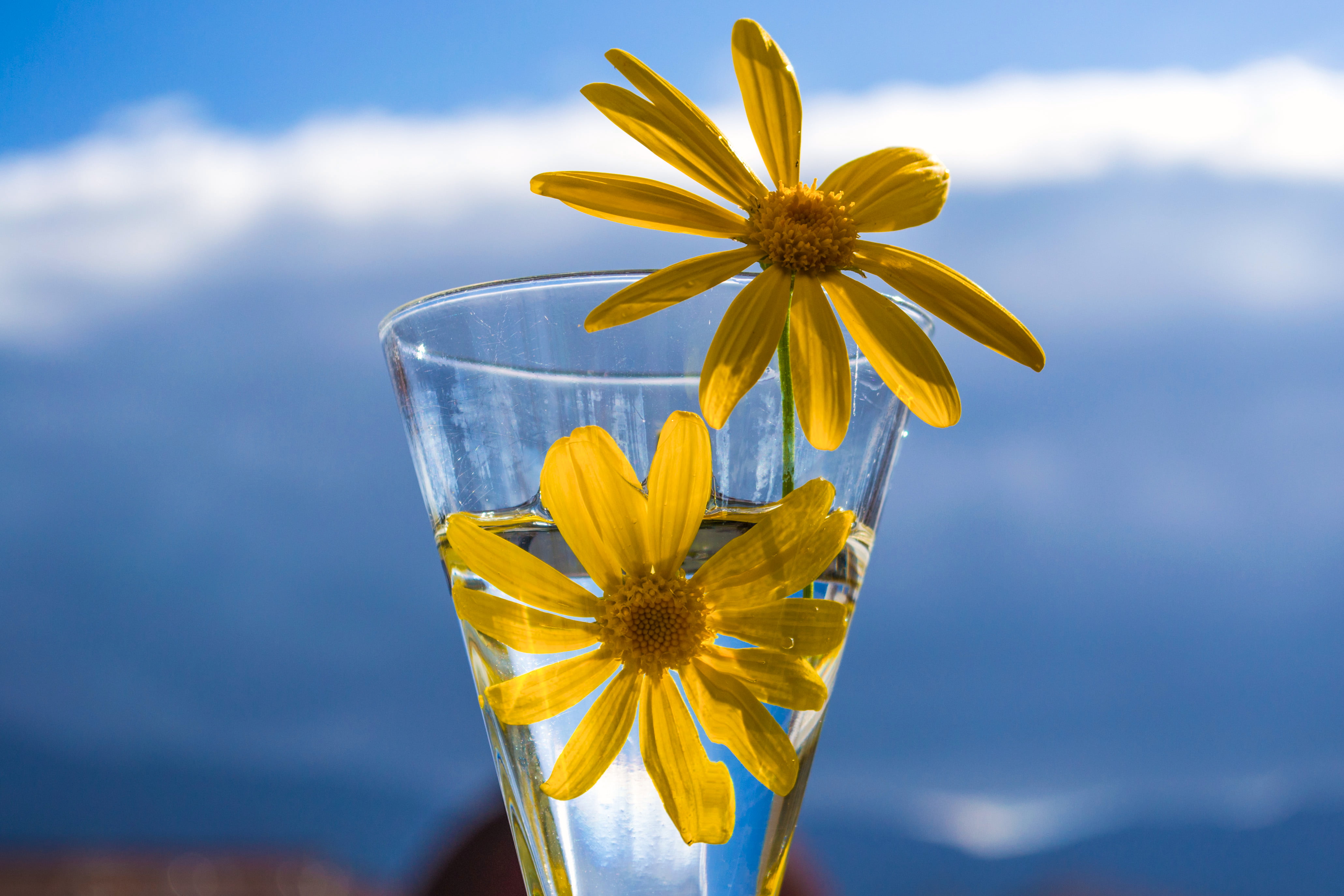 photography, blue, yellow, clear, summer, daisy, nature, two, drinking, closeup, 4K, flower, glass, HD Wallpaper