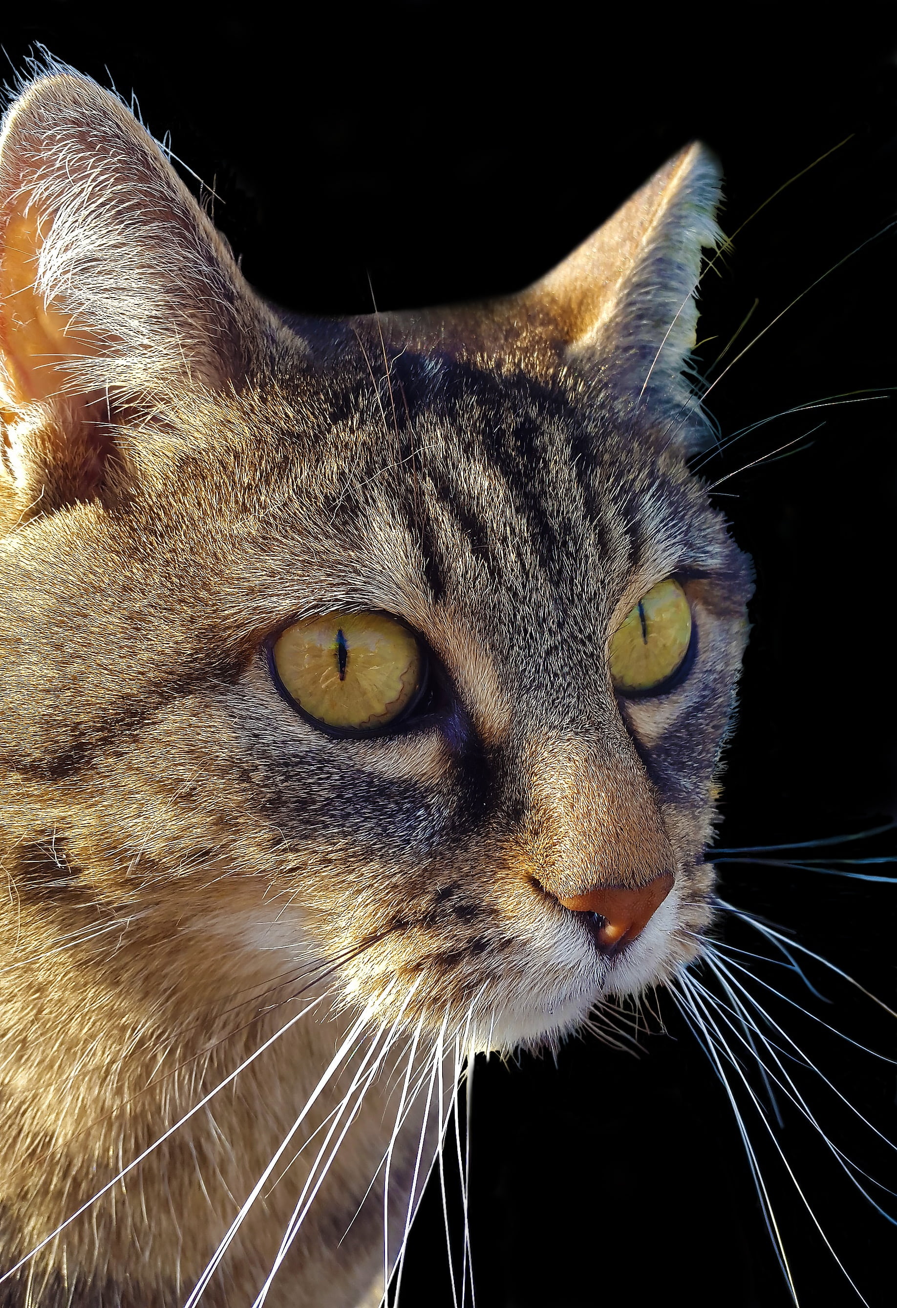 no people, furry, mackerel, look, whisker, head, cat face, cute, tabby, hair, animal, lauer, yellow eyes, cat portrait, domestic animals, animal head, portrait, Phone HD Wallpaper
