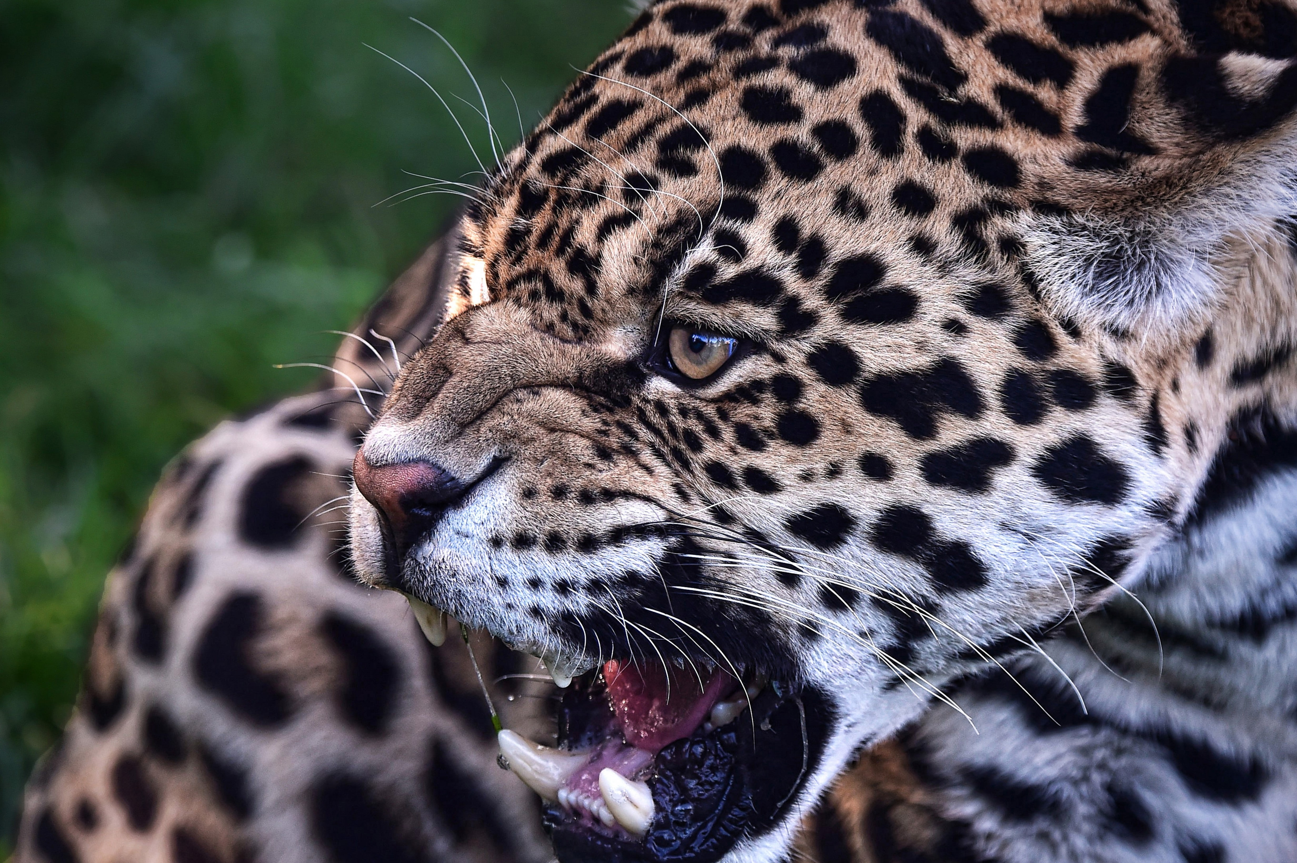 4K, day, one animal, big cat, mammal, wild, close-up, animal wildlife, predator, mouth open, animal themes, vertebrate, spotted, animal markings, outdoors, HD Wallpaper