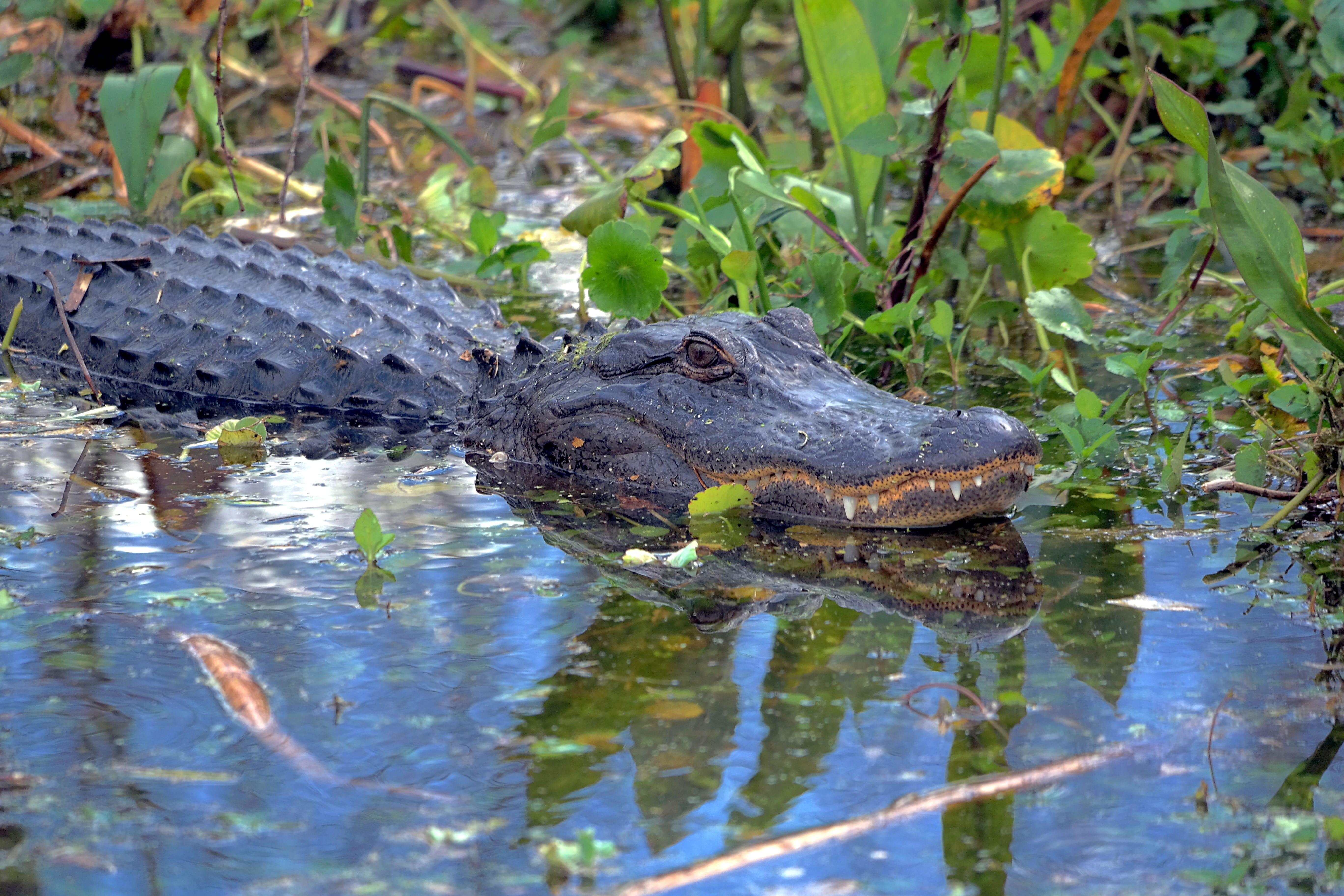 vertebrate, amphibian, one animal, reptile, sign, Wildlife, no people, animal body part, carnivore, sharp teeth, animal themes, everglades National Park, HD Wallpaper