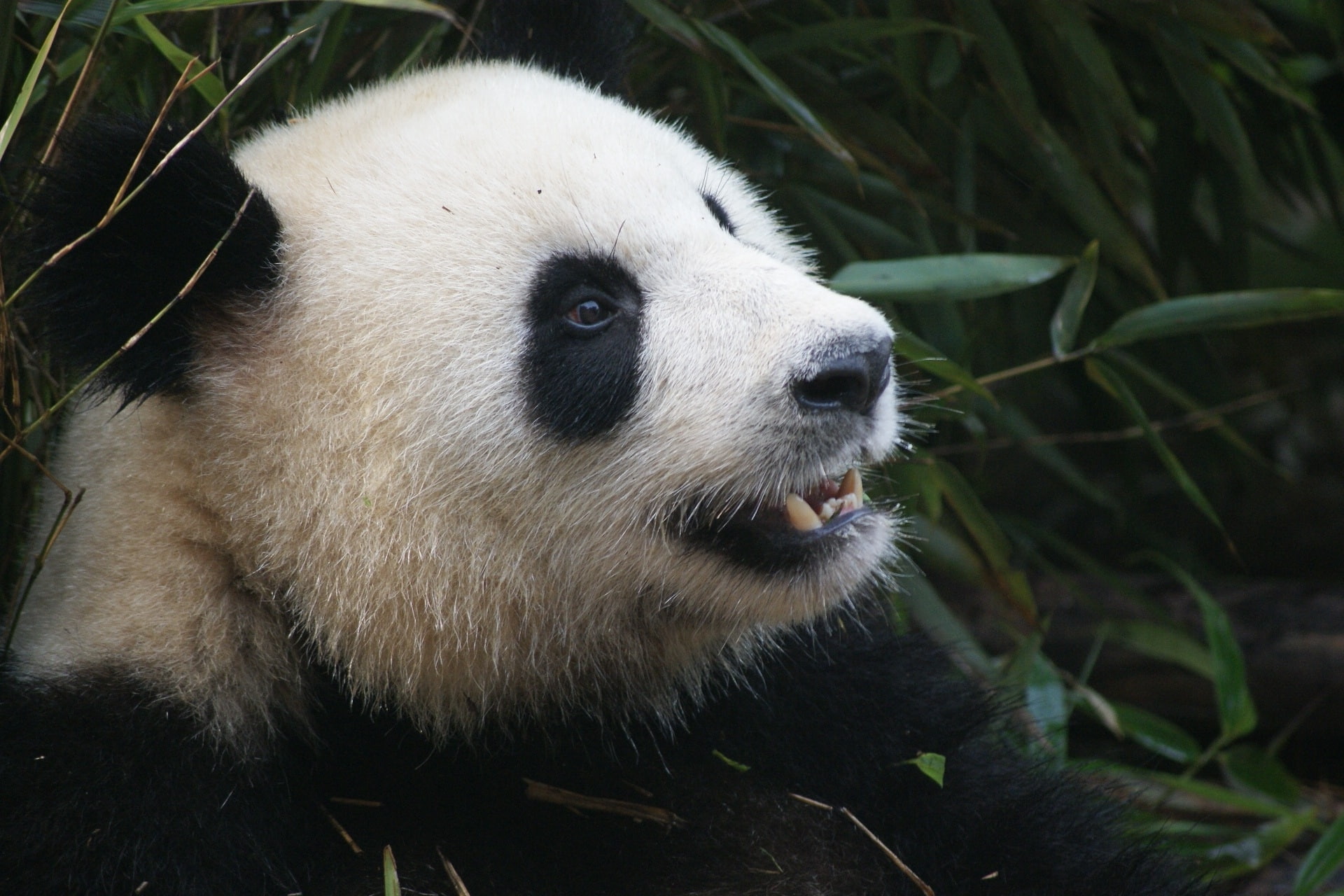 lazy, 1080P, close-up, sharp teeths, panda, Animal, HD Wallpaper