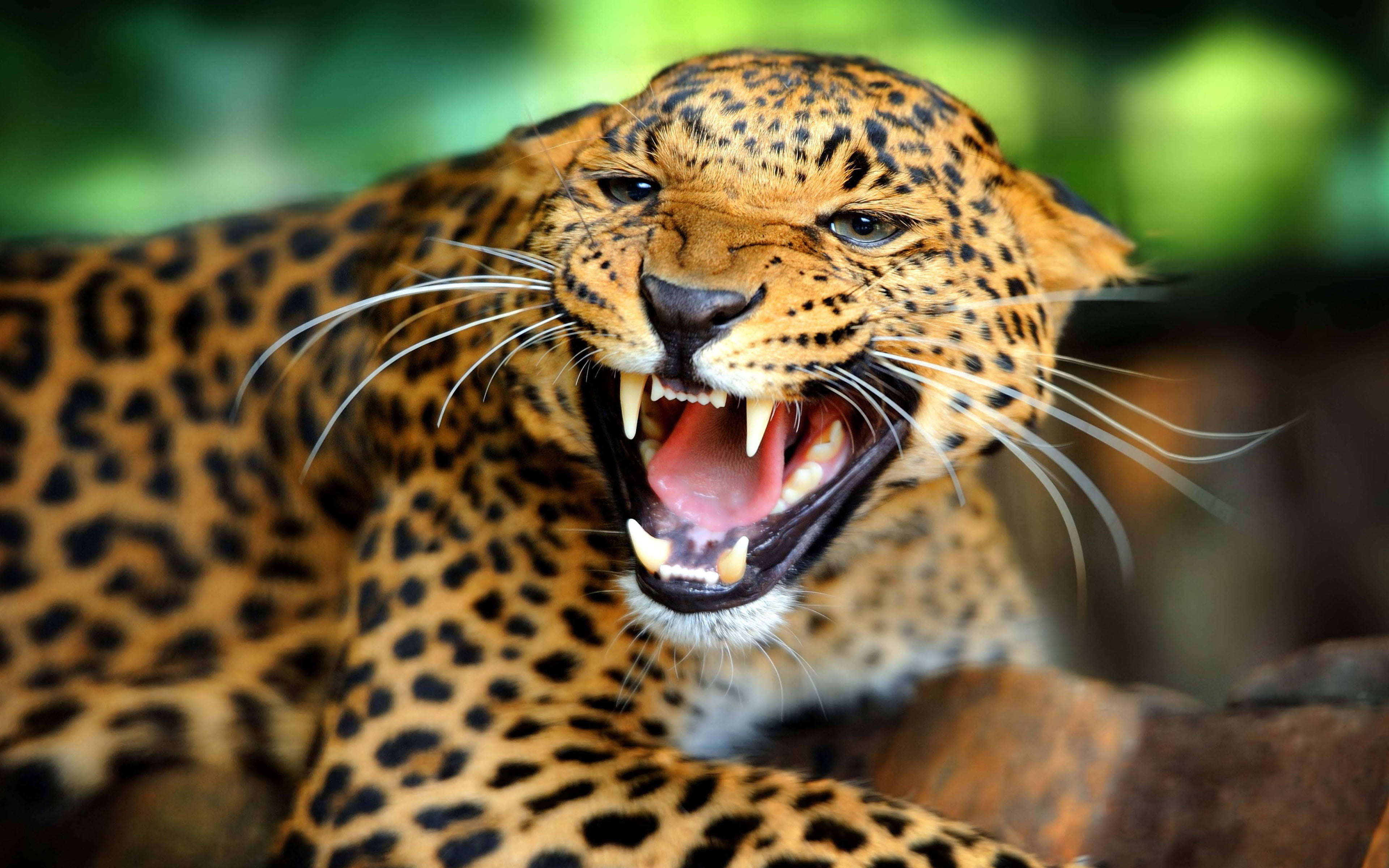 roaring, mammal, feline, shows, cat, snarling, animal head, animal themes, animal, animal wildlife, aggression, leopard, close-up, animal body part, HD Wallpaper