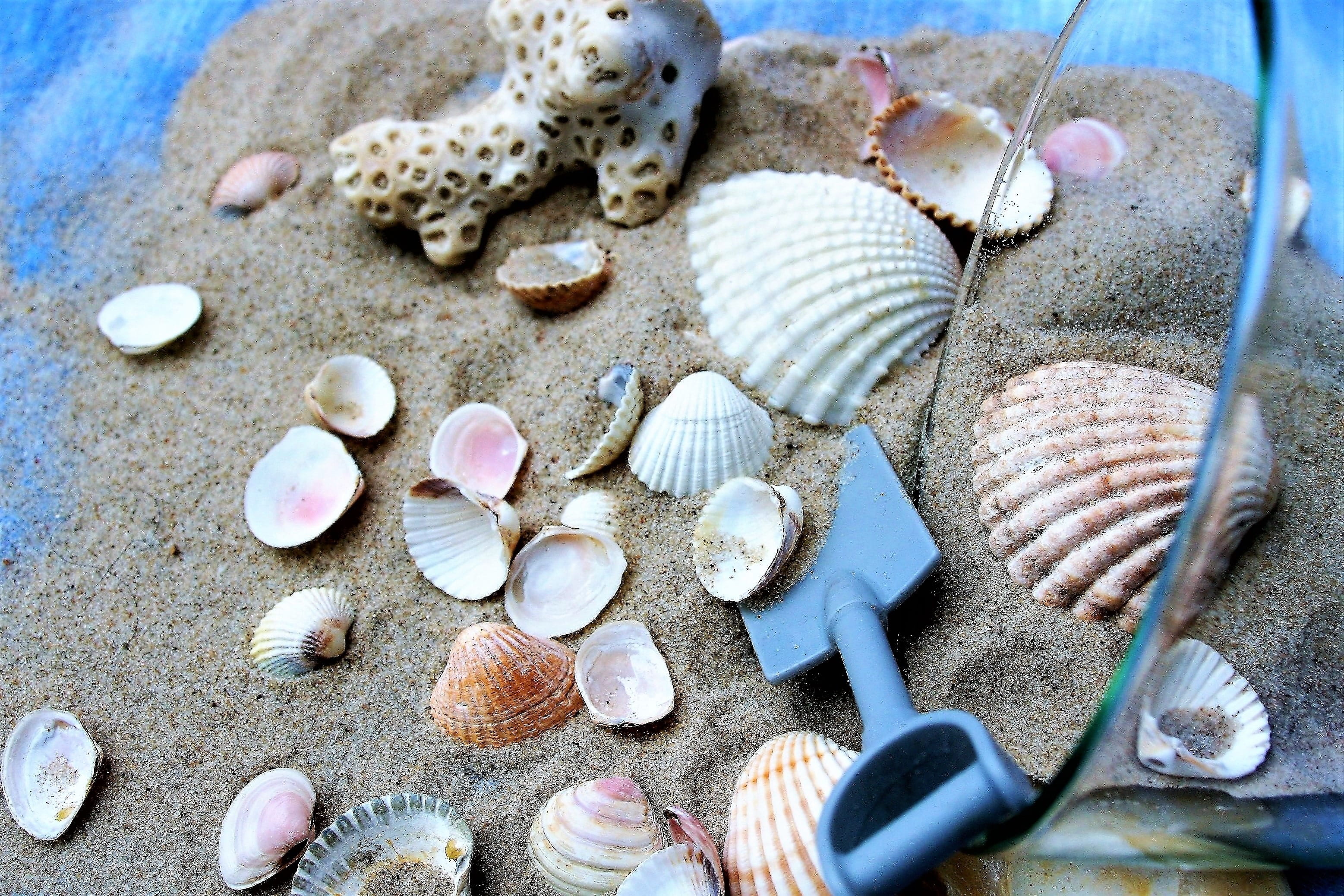 water, animal, solid, tropical, nature, transparent, ornament, blue, the texture of sand, dream, close-up, close up, seashell, animal shell, shadows, holidays, HD Wallpaper