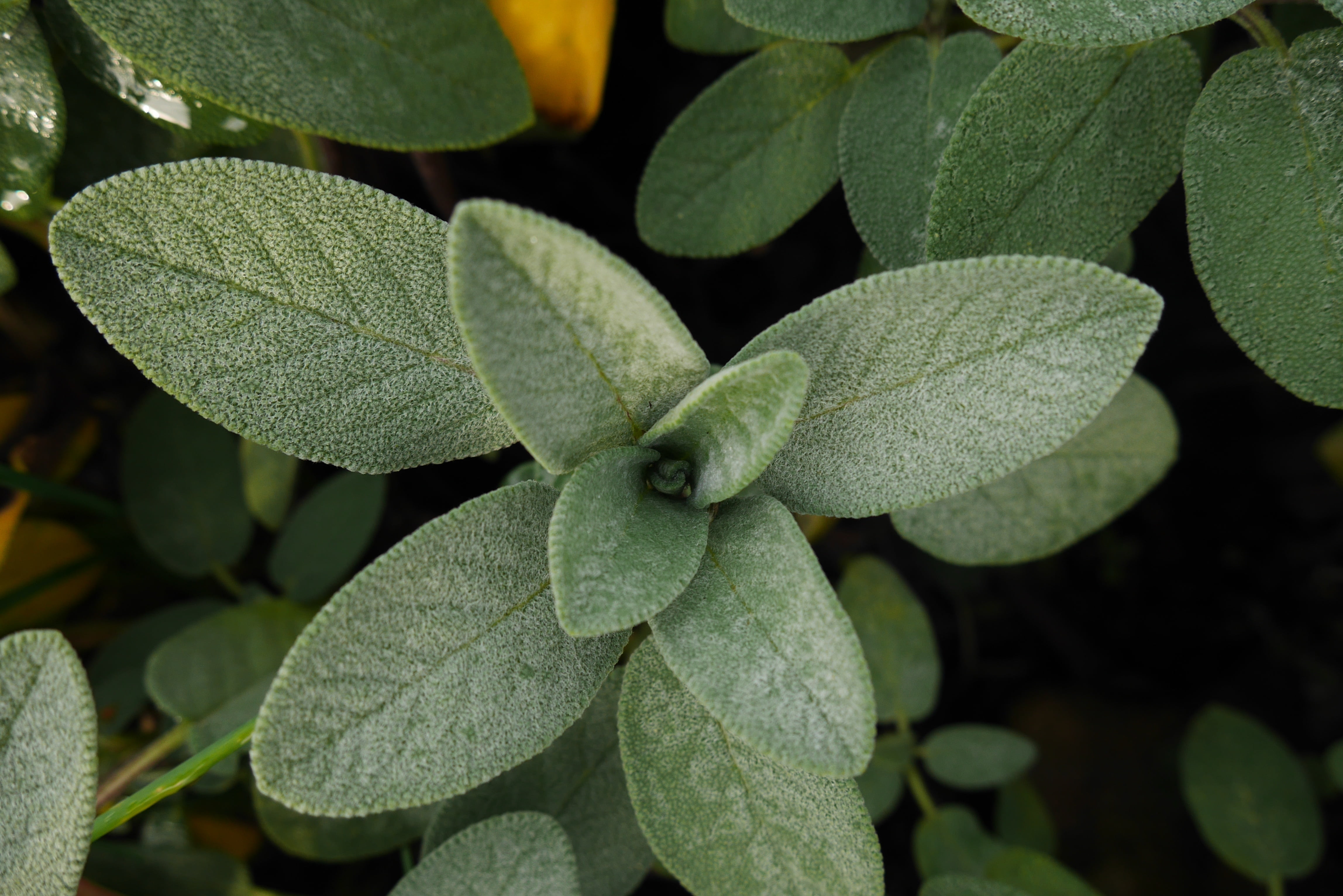 nature, focus on foreground, natural, 4K, park, environment, beauty in nature, high angle view, sage, raindrops, outdoors, sunlight, green, green color, HD Wallpaper