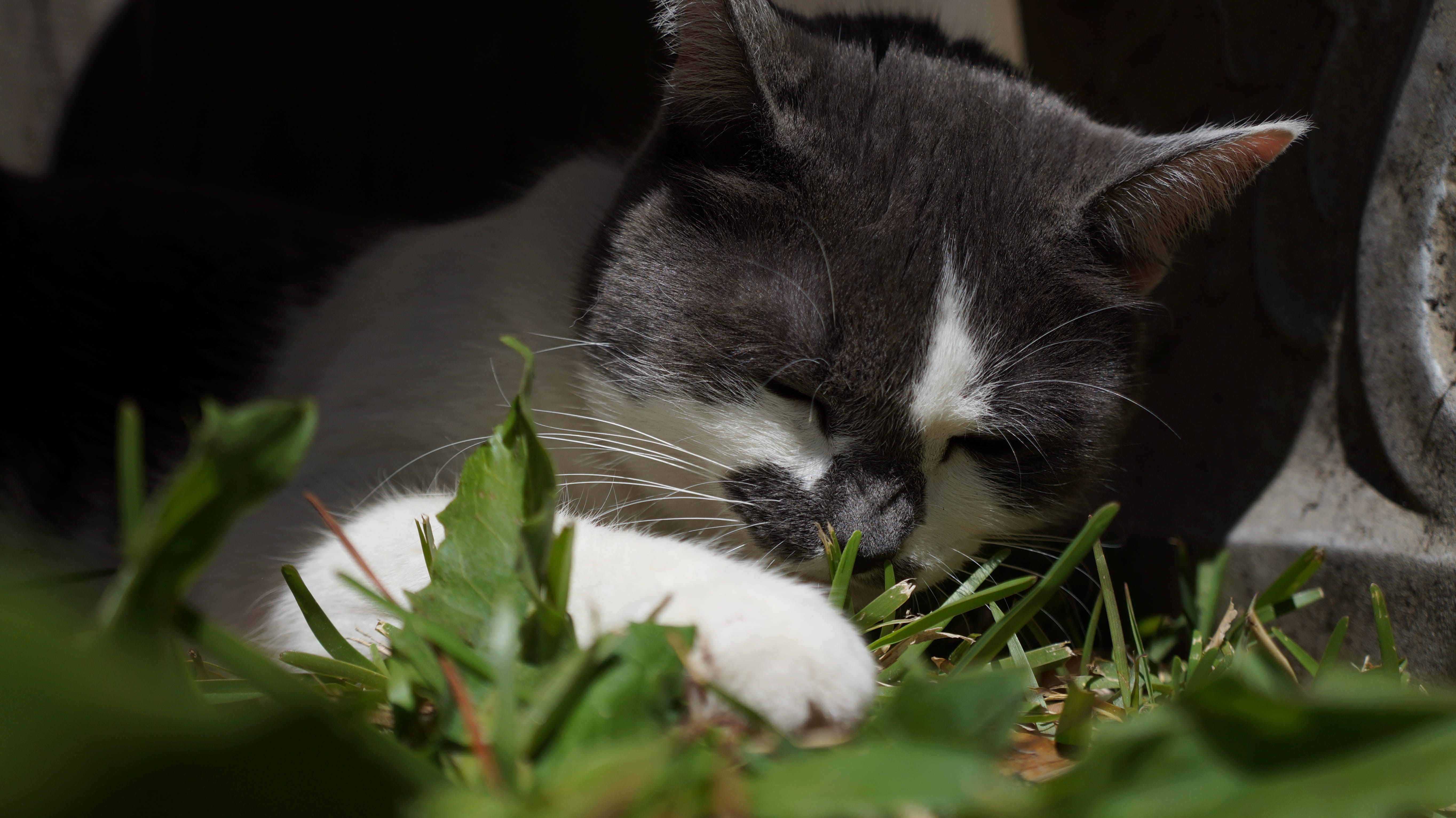 playful, fluffy, cute, no people, animal head, nature, whisker, pet, funny, kitty, wildlife, plant, furry, selective focus, domestic, 5K, animal, mammal, HD Wallpaper