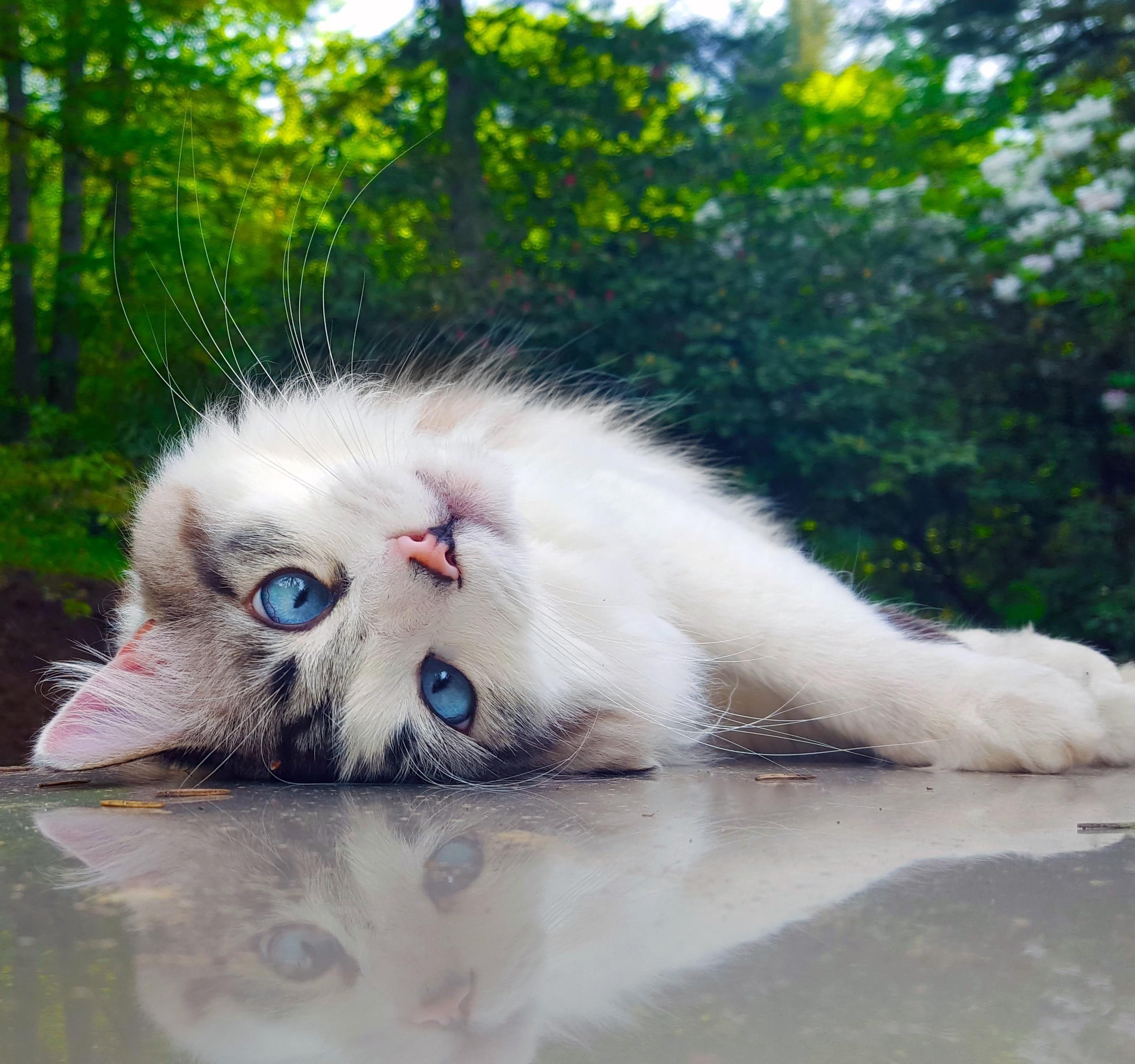 black, day, 2K, animal themes, playful, fluffy, portrait, pet, domestic cat, cat, animal eye, eyes, tree, fur, no people, whisker, reflection, funny, nature, HD Wallpaper