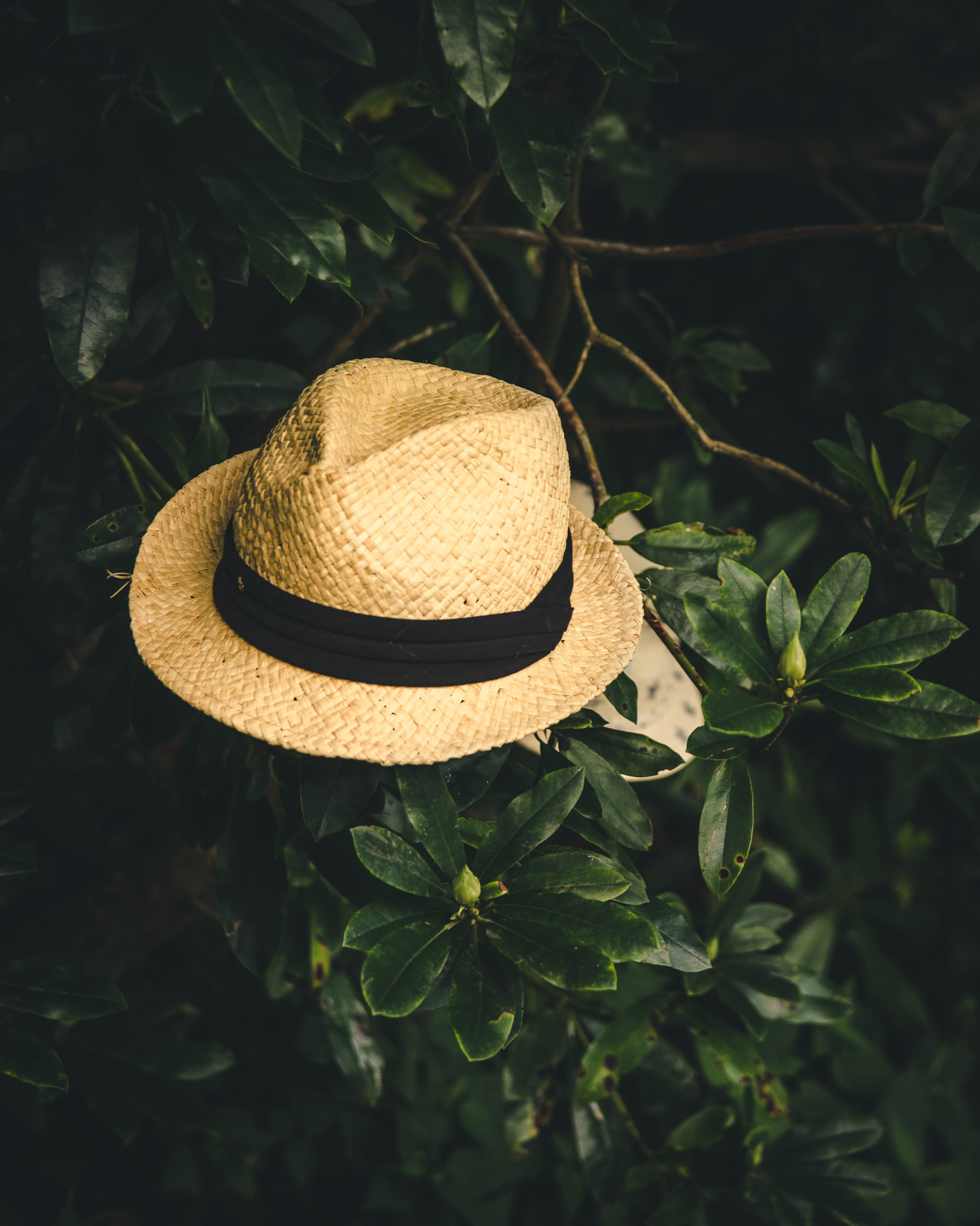shrub, hat, beige, green, plant part, plant, sun hat, 4K, straw, fedora, panama hat, mans hat, fashion, brown, bush, clothing, no people, focus on foreground, Phone HD Wallpaper