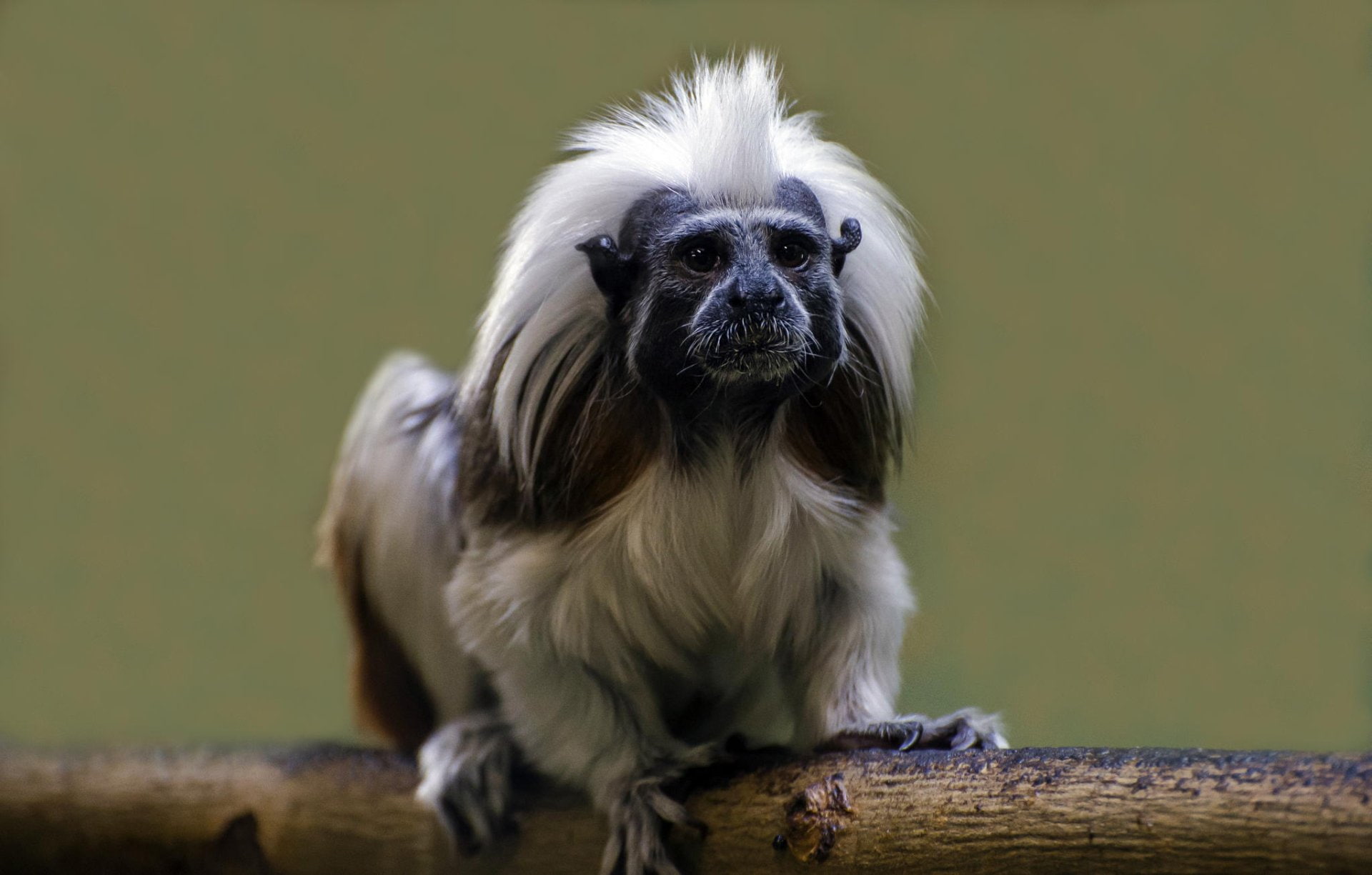1080P, Cute, Tamarin, Monkey, Monkeys, Animal, HD Wallpaper