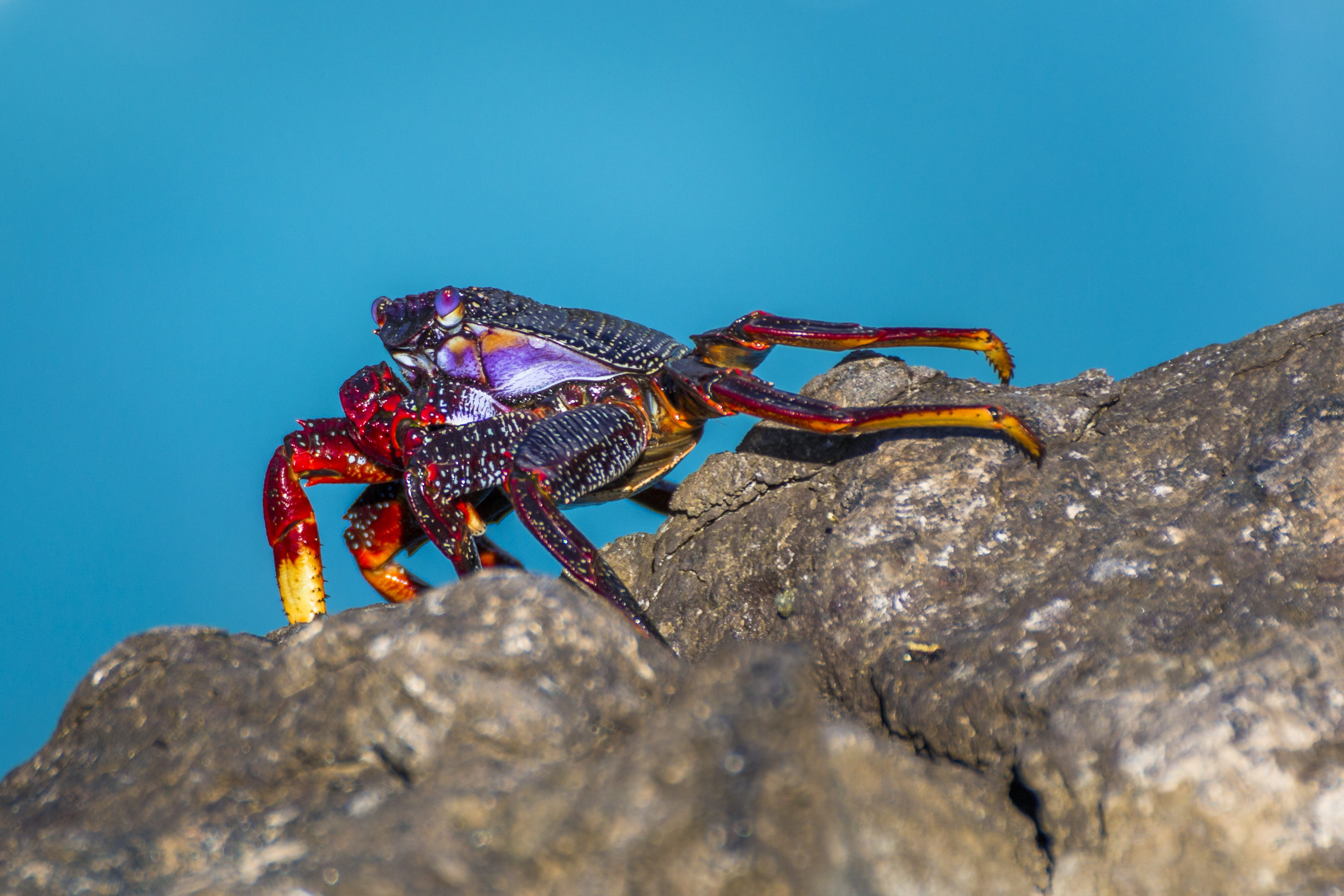 colorful crab, invertebrate, animal world, solid, atlantic, crab, rock, meeresbewohner, rock crab, water, day, coast, marine, formation, no people, close-up, HD Wallpaper