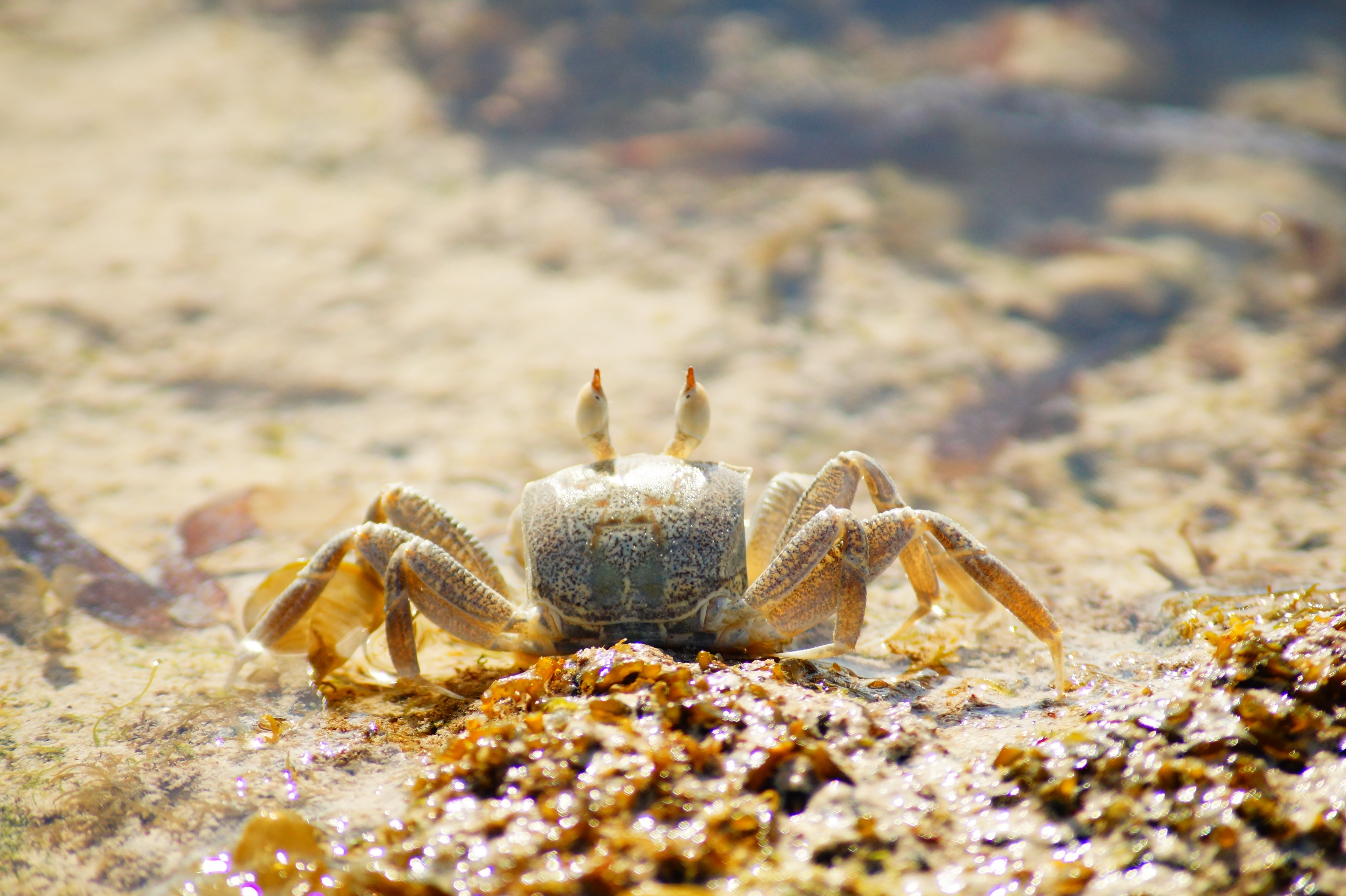 marine, photography, aqua, animal, exotic, one animal, nature, life, day, aquatic, macro, animal themes, sea, sand, 5K, natural, no people, hermit crab, HD Wallpaper