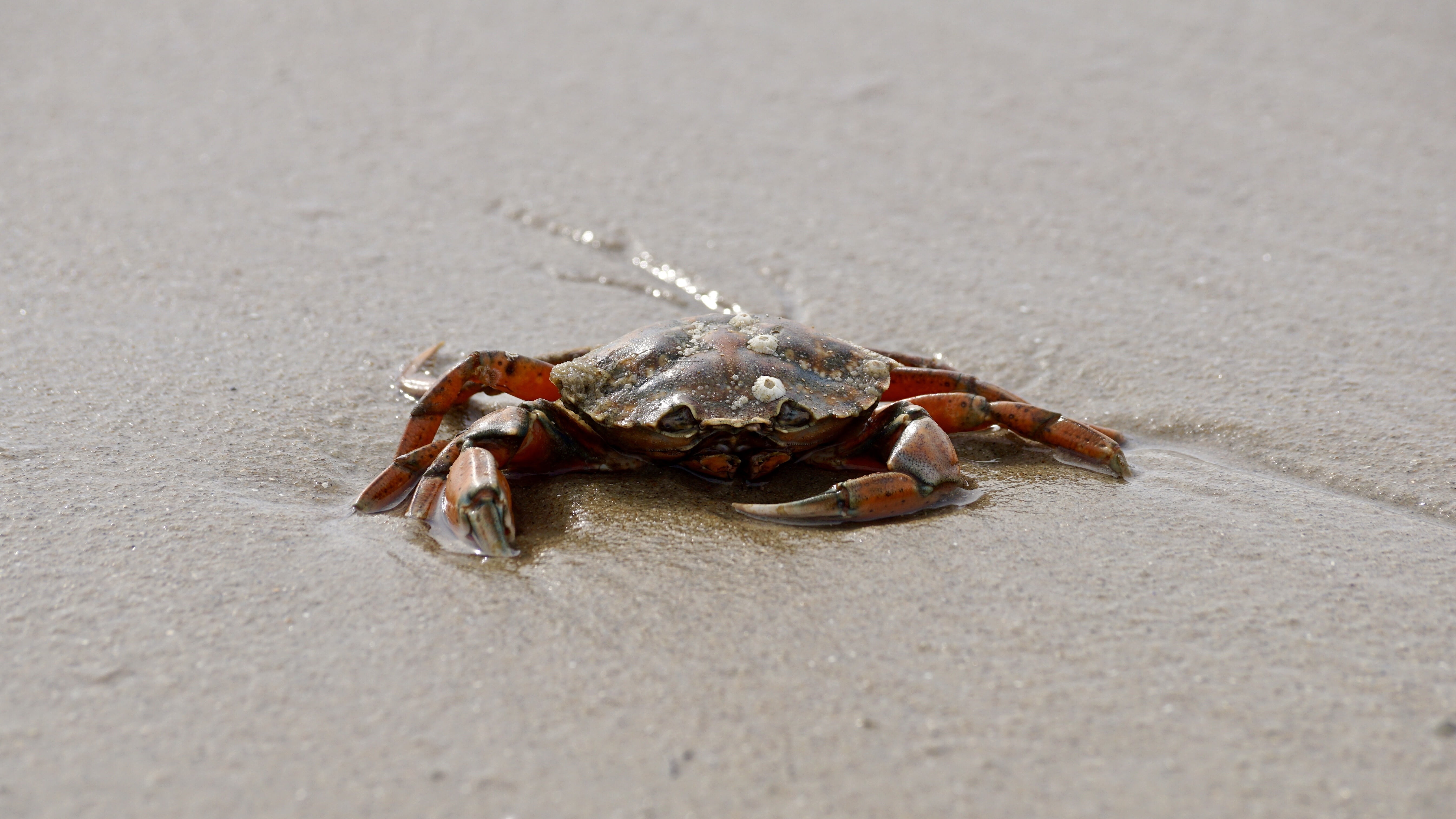 one animal, sand, pet armor, creature, 5K, day, beach, animal, krabbeltier, seafood, animals in the wild, sea, eyes, shellfish, public record, daytime, HD Wallpaper