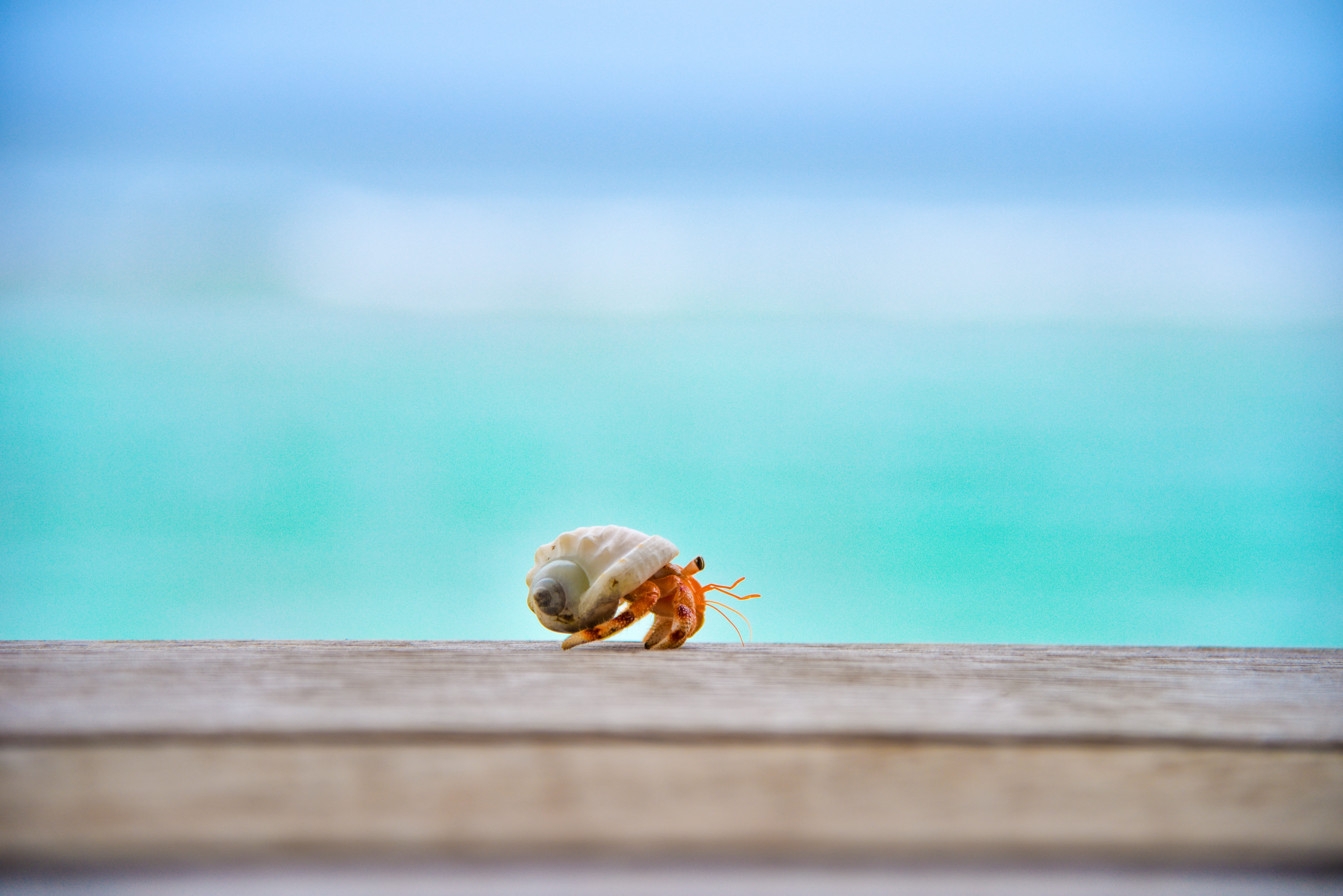 blue, wood, shell, focus, animal wildlife, turquoise colored, sea, orange, animal shell, brown, animals in the wild, 5K, selective focus, animal, shallow, HD Wallpaper