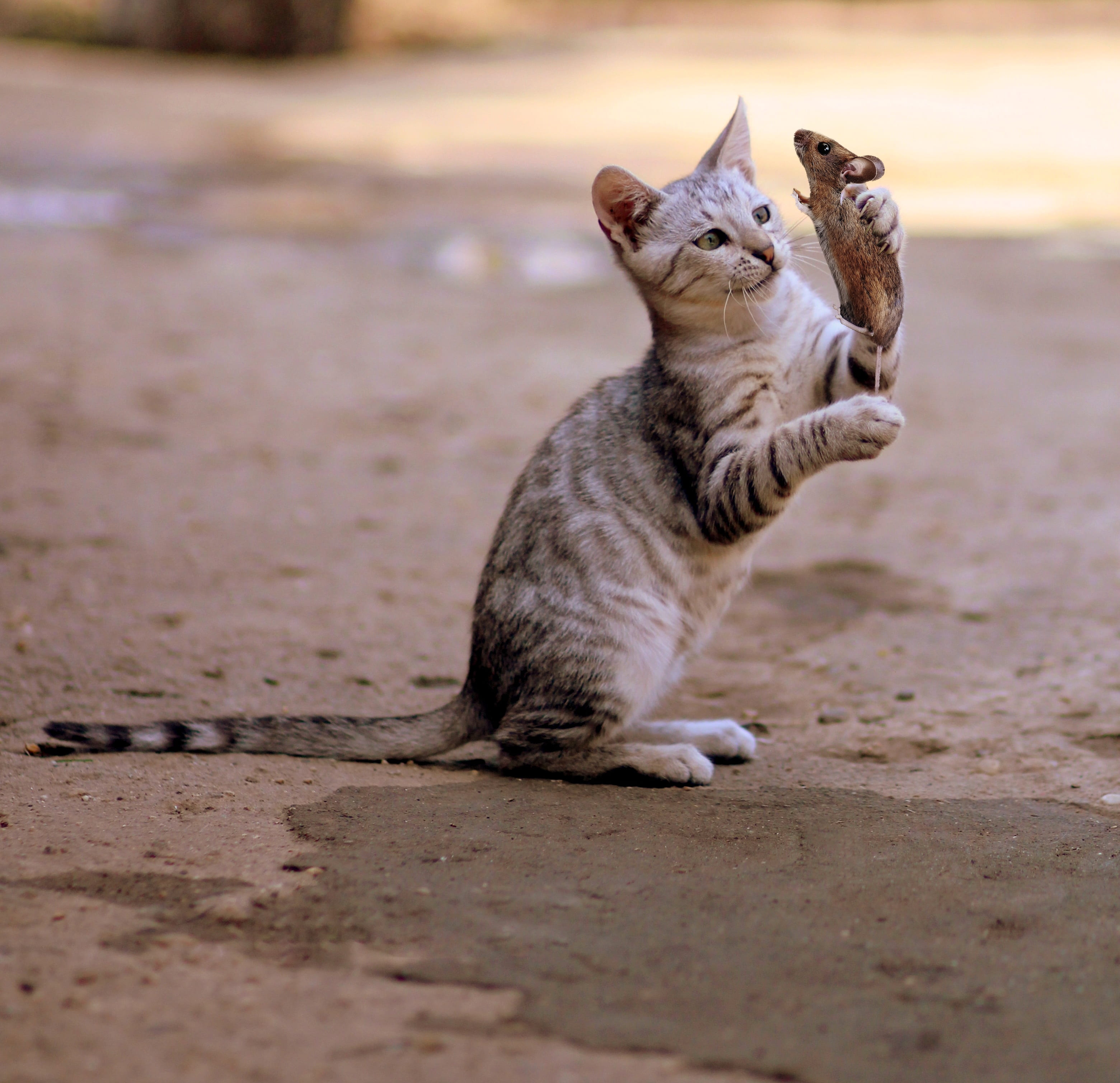 selective focus, domestic animals, domestic, predator, cute, pets, 2K, animal world, looking away, no people, fang, gray, prey, sweet, young animal, animal themes, HD Wallpaper