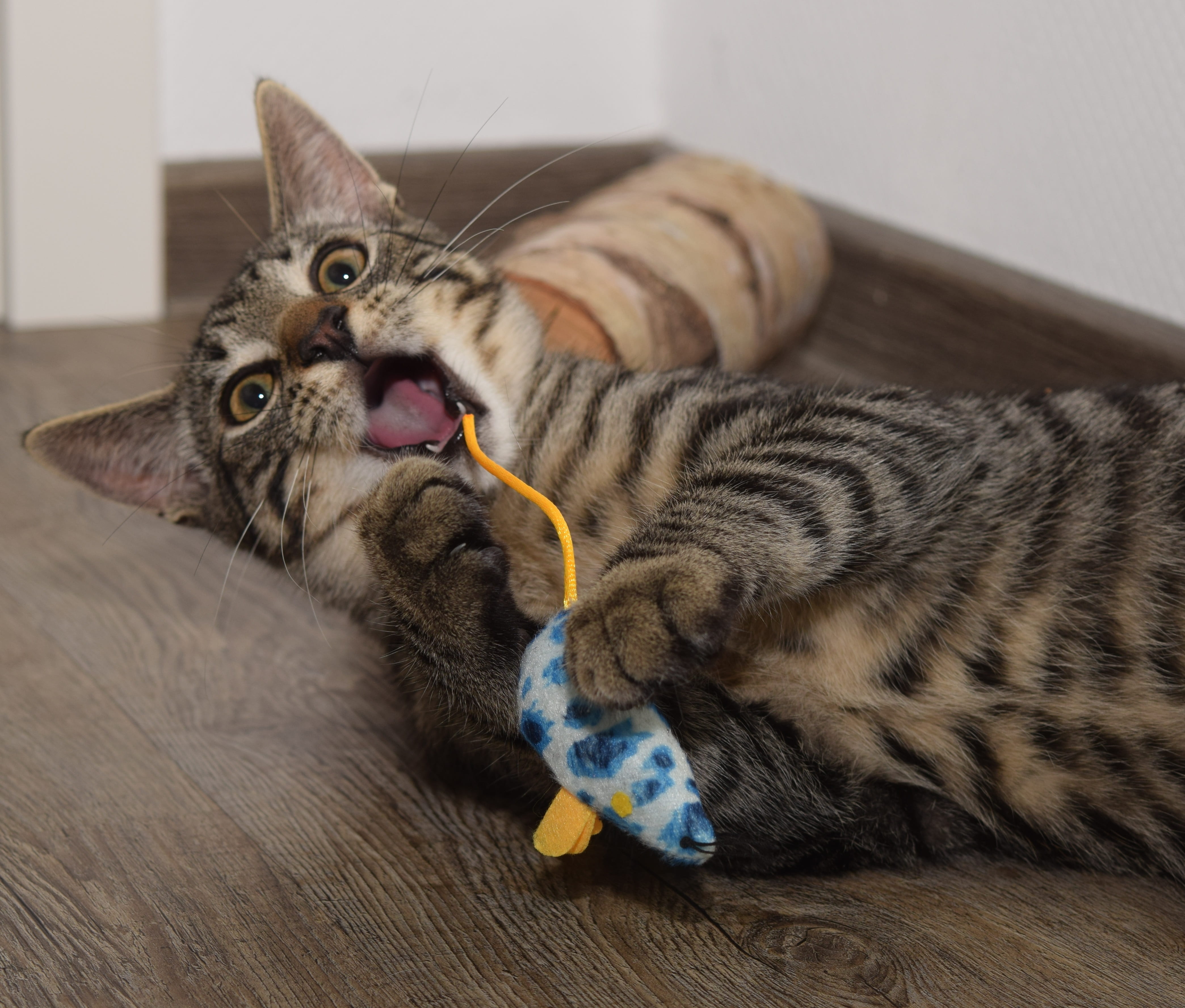 close-up, animal themes, mouth open, funny, domestic, feline, prey, brown, portrait, catch, pets, tabby, furniture, cute, mammal, no people, relaxation, HD Wallpaper