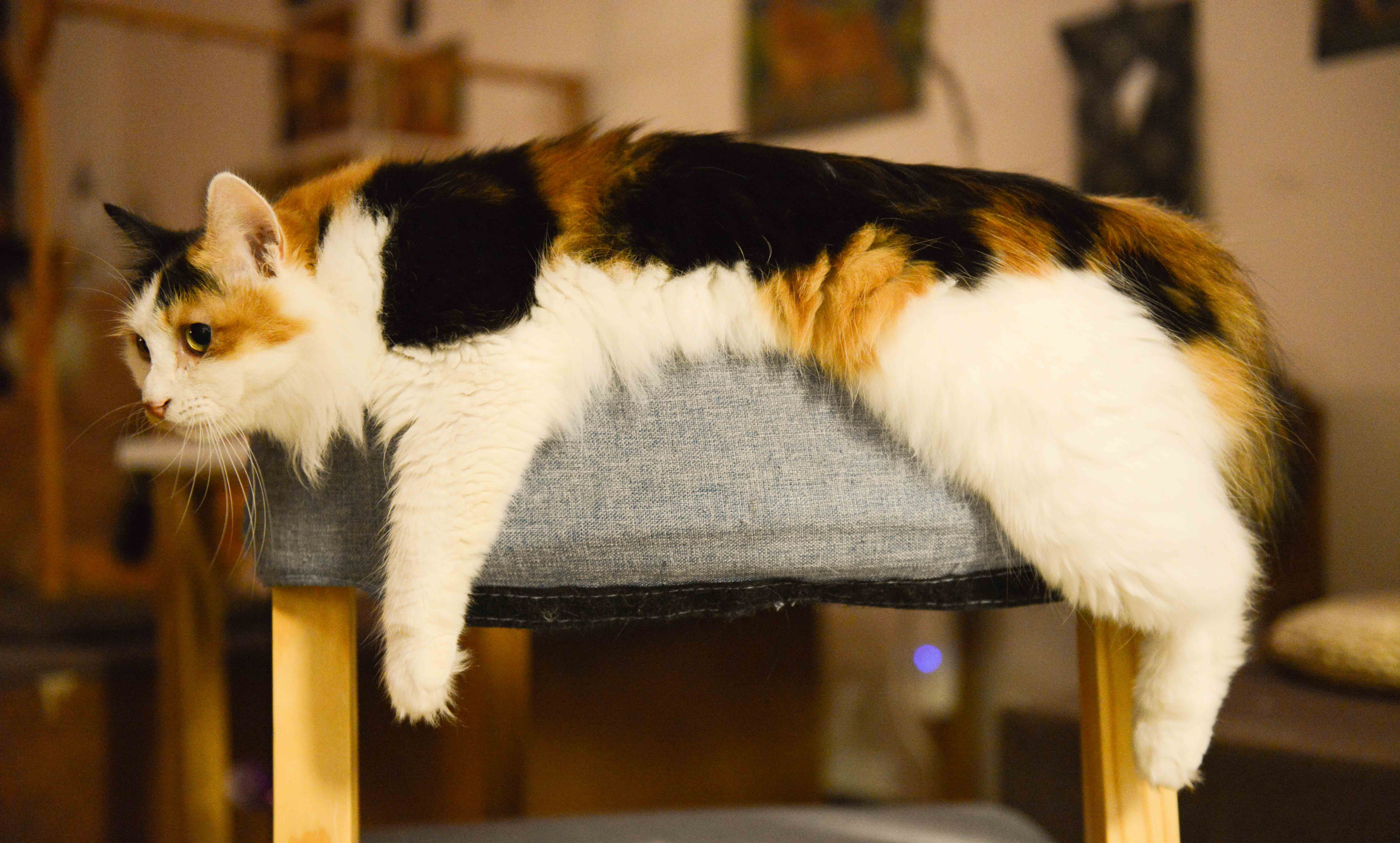 vertebrate, brown, mammal, pet, chair, fur, animal themes, black, kitten, domestic, indoors, motley, ottoman, animal hair, seat, domestic animals, cute, HD Wallpaper