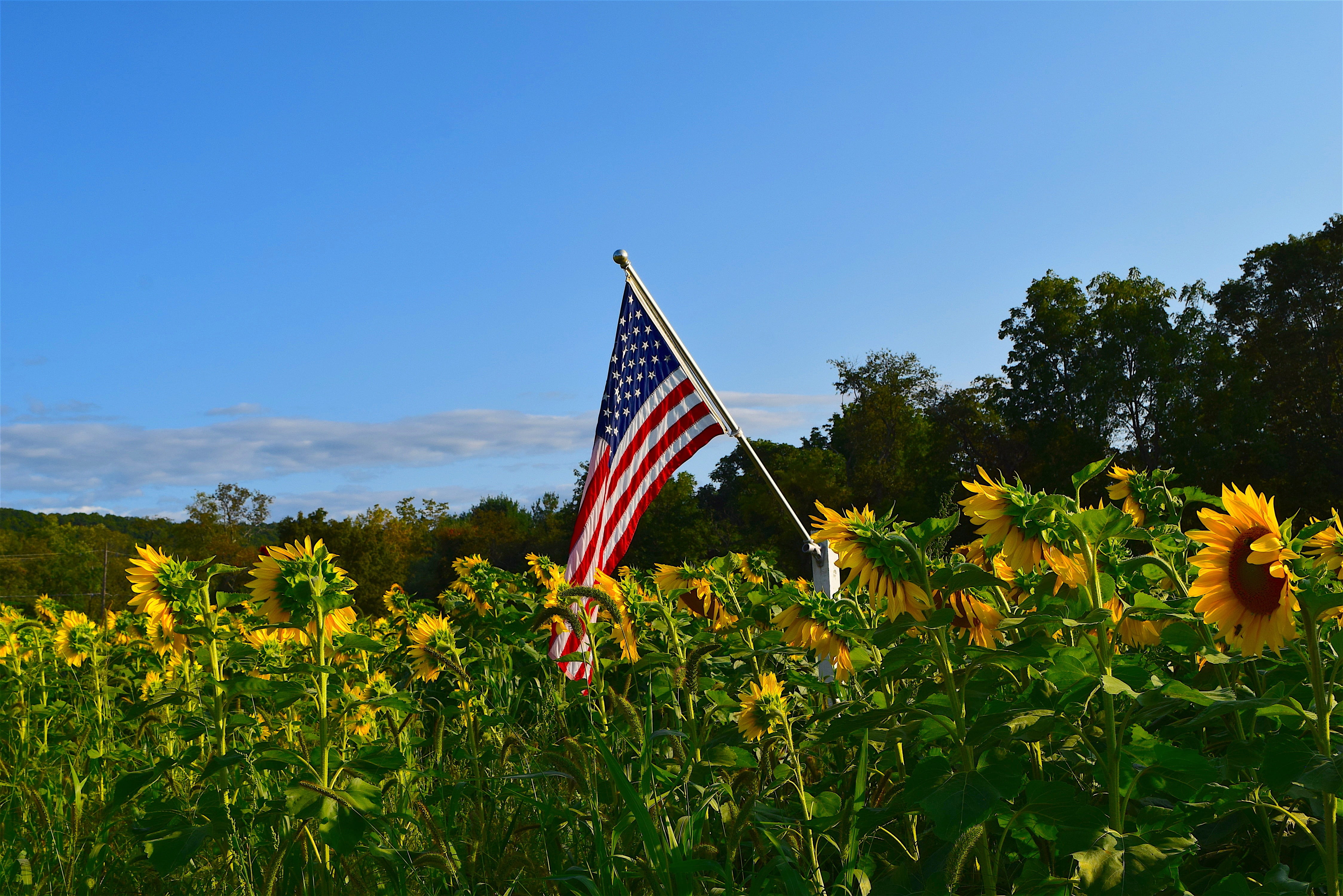 outdoors, color, yellow, sky, sunlight, summer garden, day, field, bloom, no people, light, plant, flower head, sunny, petal, sun, green color, sunflower, HD Wallpaper