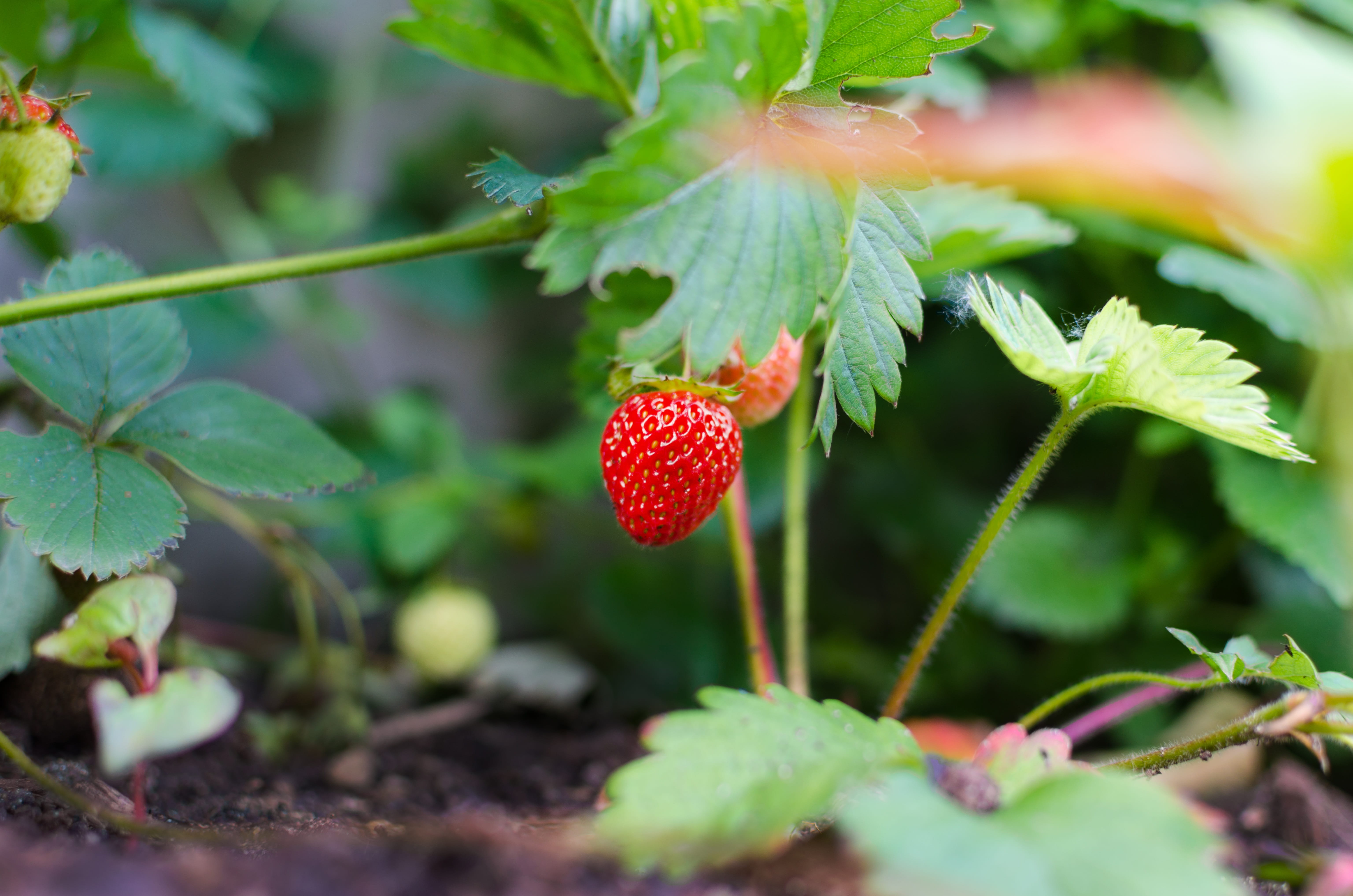 eat, grow, tasty, ripe, close-up, vegetarian, red, nice, green color, harvest, organic, flower, Healthy, crop, floral, raw, wellbeing, food and drink, plant part, HD Wallpaper