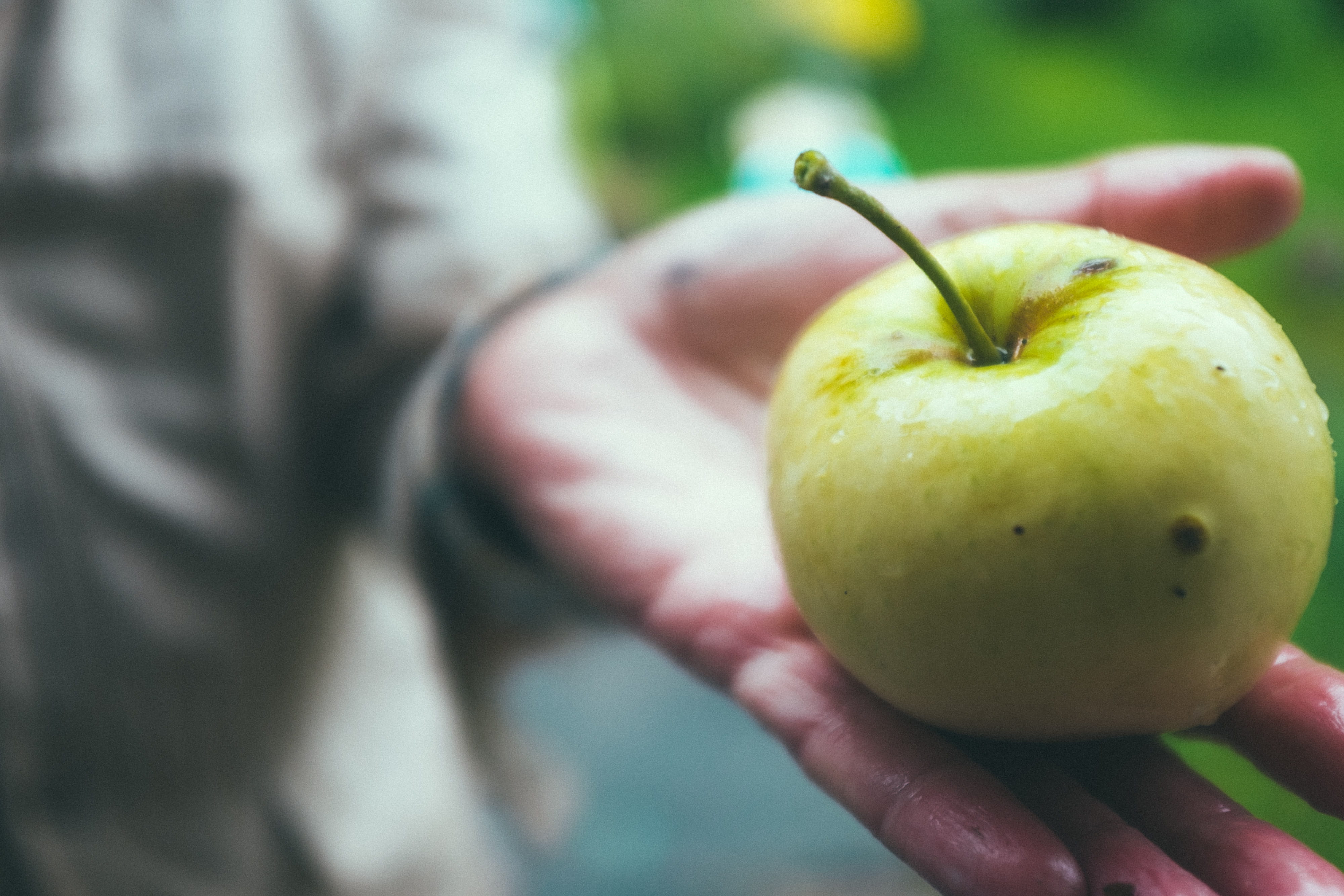 day, freshness, picking, farm, background, fruit, fresh, food, apple, close-up, human hand, vegetarian, organic, healthy, natural, diet, bright, focus on foreground, HD Wallpaper