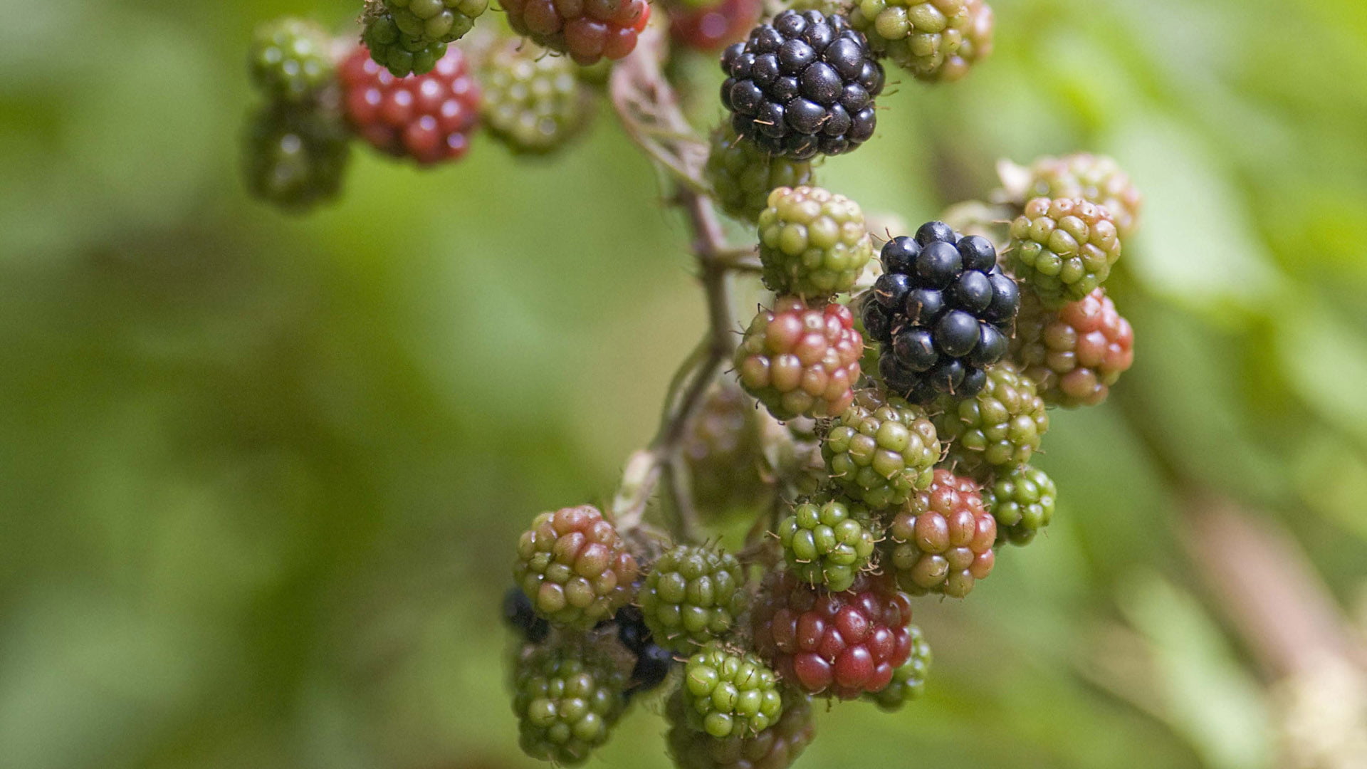 berry fruit, plant, closeup, sweet, dessert, wellbeing, food and drink, leaf, tree, blackberry, berries, diet, harvest, vitamin, raspberry, no people, black, HD Wallpaper