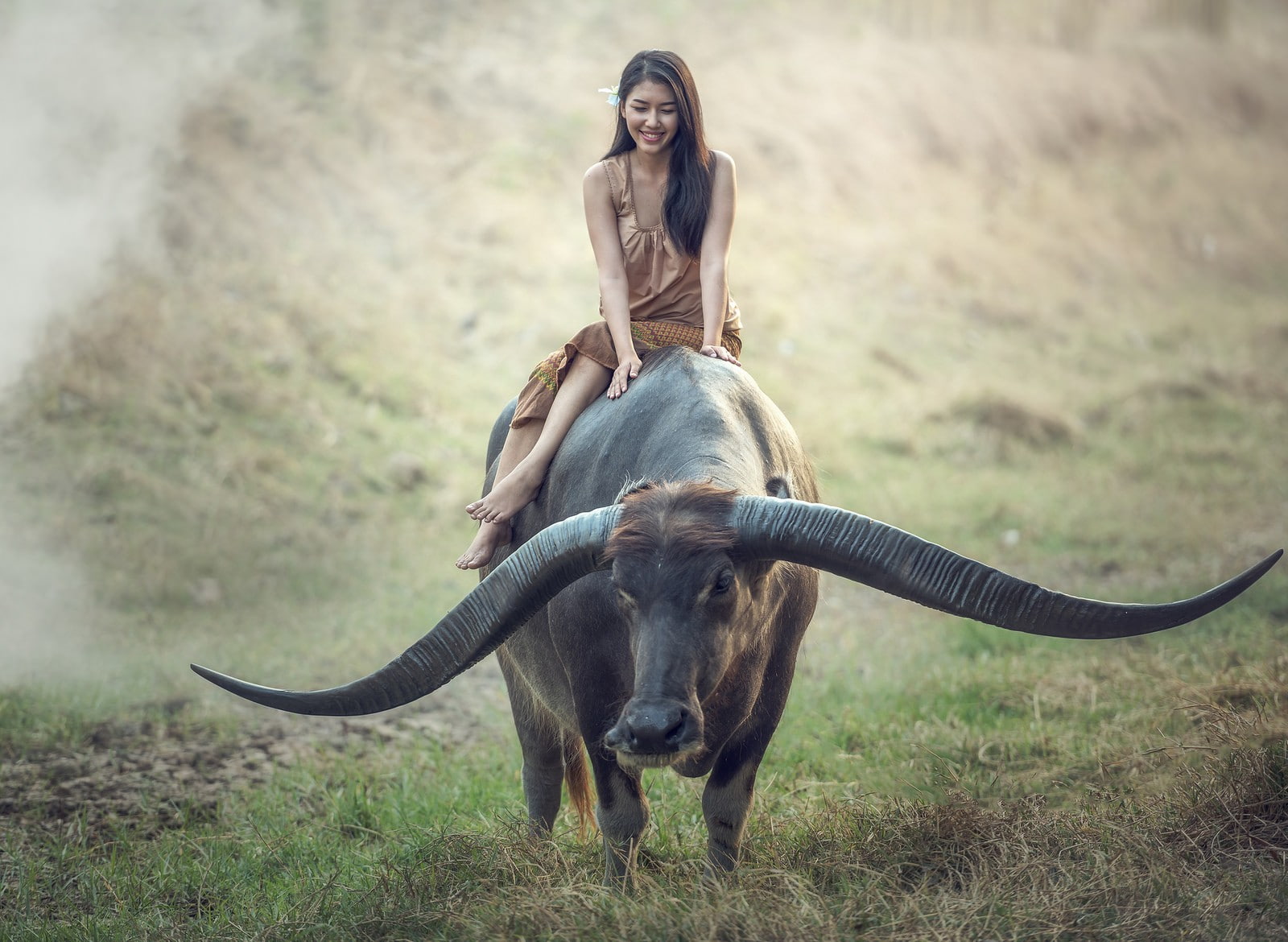 farmers, people, farm, 720P, buffalo, Thailand, women, HD Wallpaper