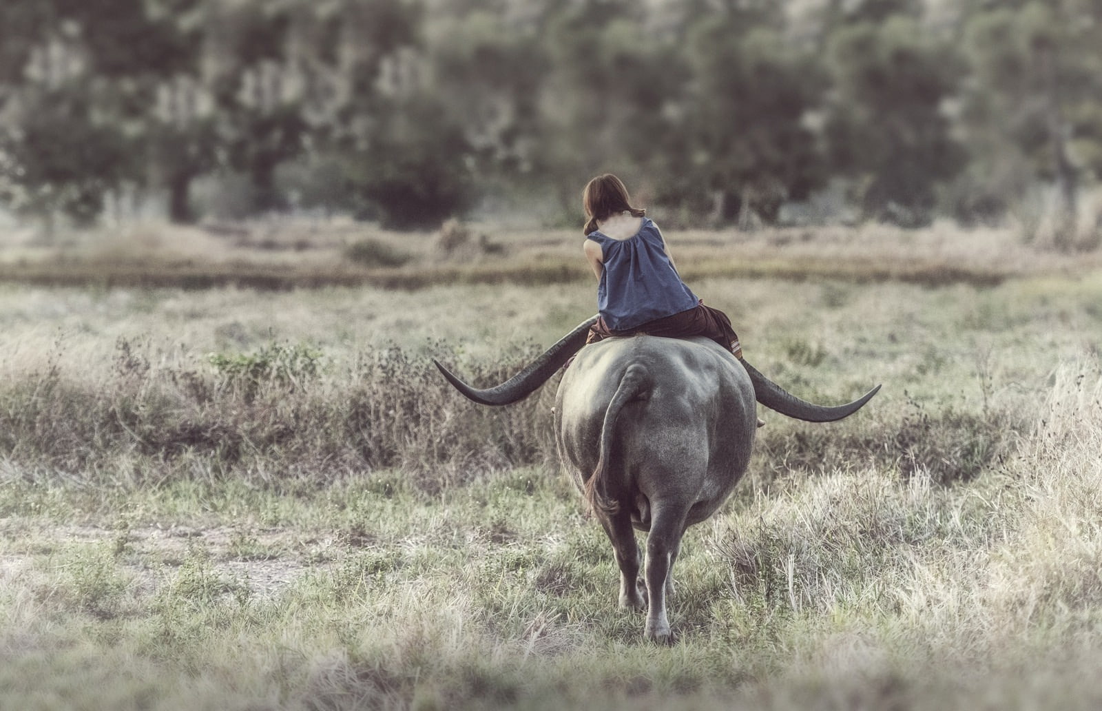 people, anime, Thailand, 720P, buffalo, farmers, farm, women, HD Wallpaper