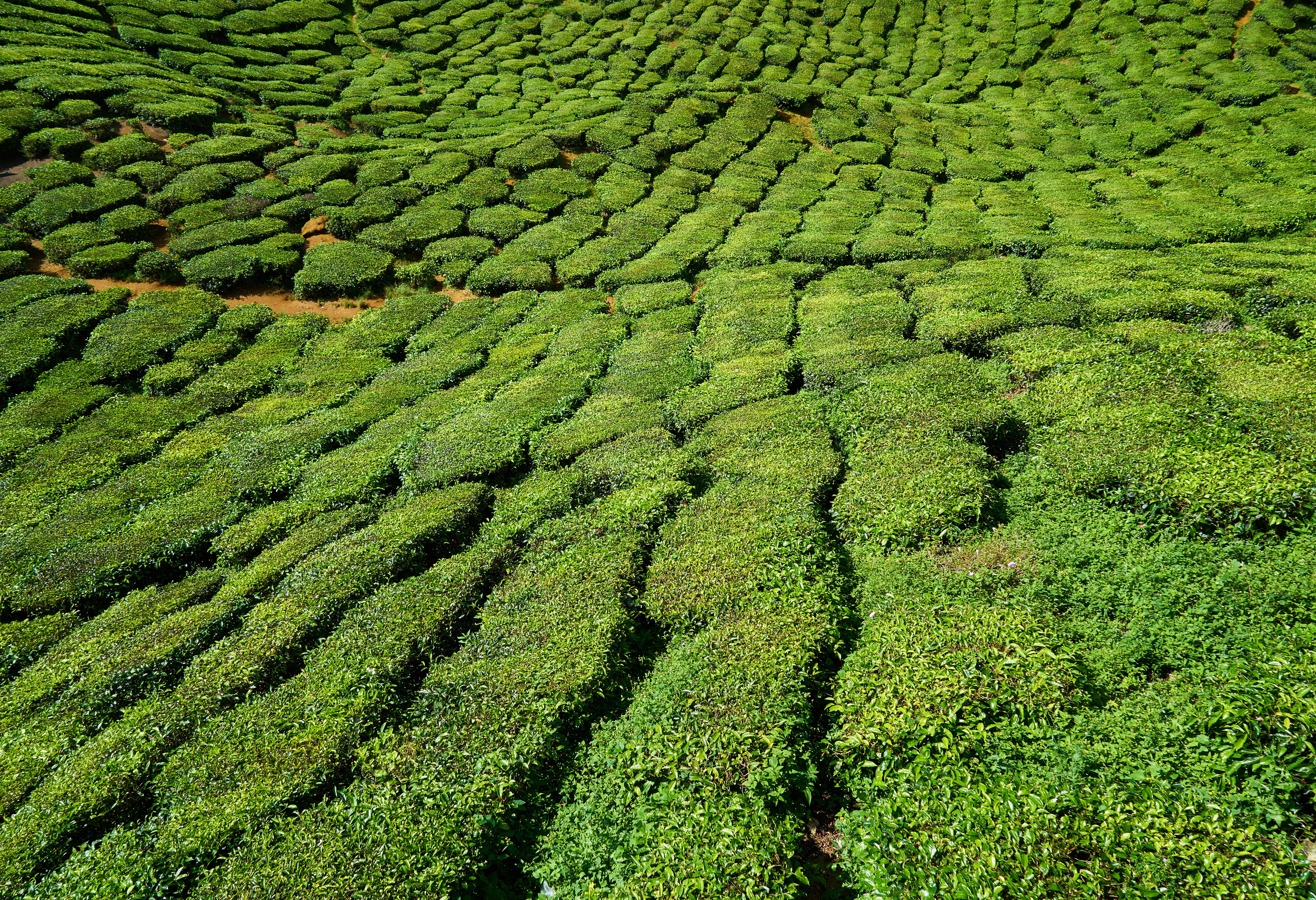 the leaves are, day, highland, plantation, green field, tree, plant, taylor, tea garden, color, travel, forest, summer, texture, great, vivid color, lush foliage, HD Wallpaper