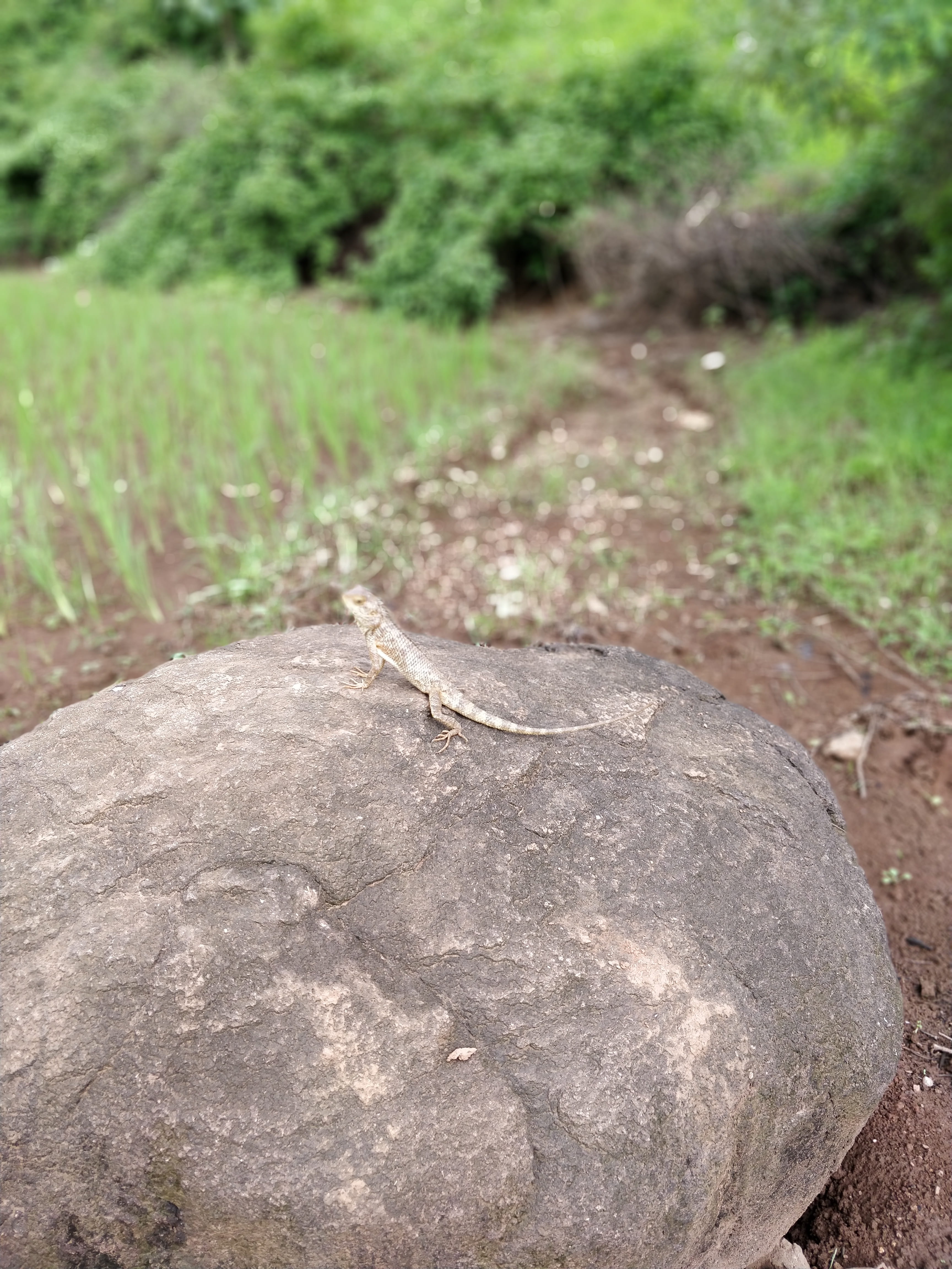 road, grass, vapi, camouflage, rock, 4K, animal, bilpudi waterfall, no people, green color, transportation, india, footpath, plant, the way forward, reptile, Phone HD Wallpaper