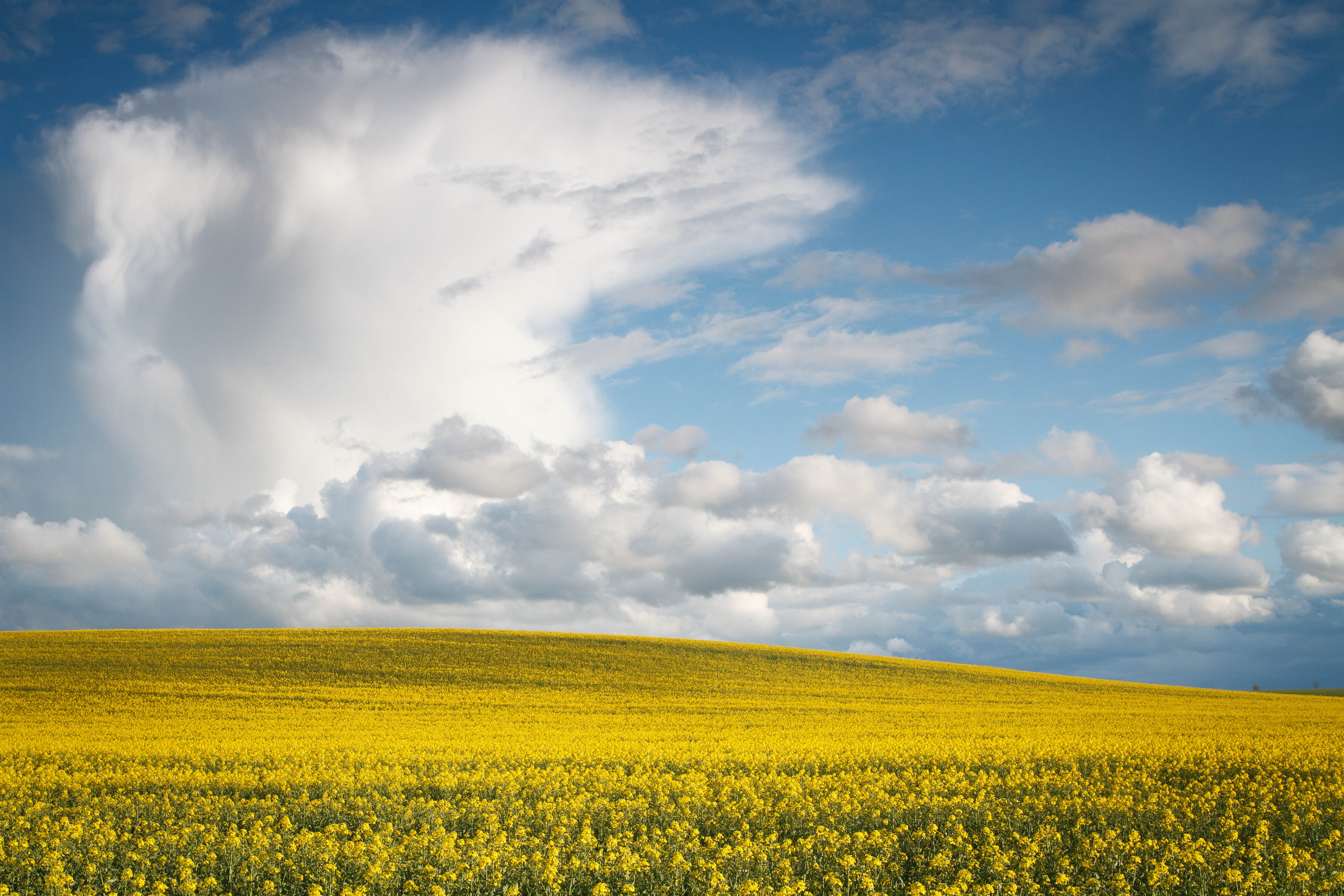 cloudy, barnwell, rural Scene, spring, dusk, flowers, outdoors, oundle, location, stormy, 5K, light, summer, oilseed Rape, nature, hill  farm, agriculture, HD Wallpaper