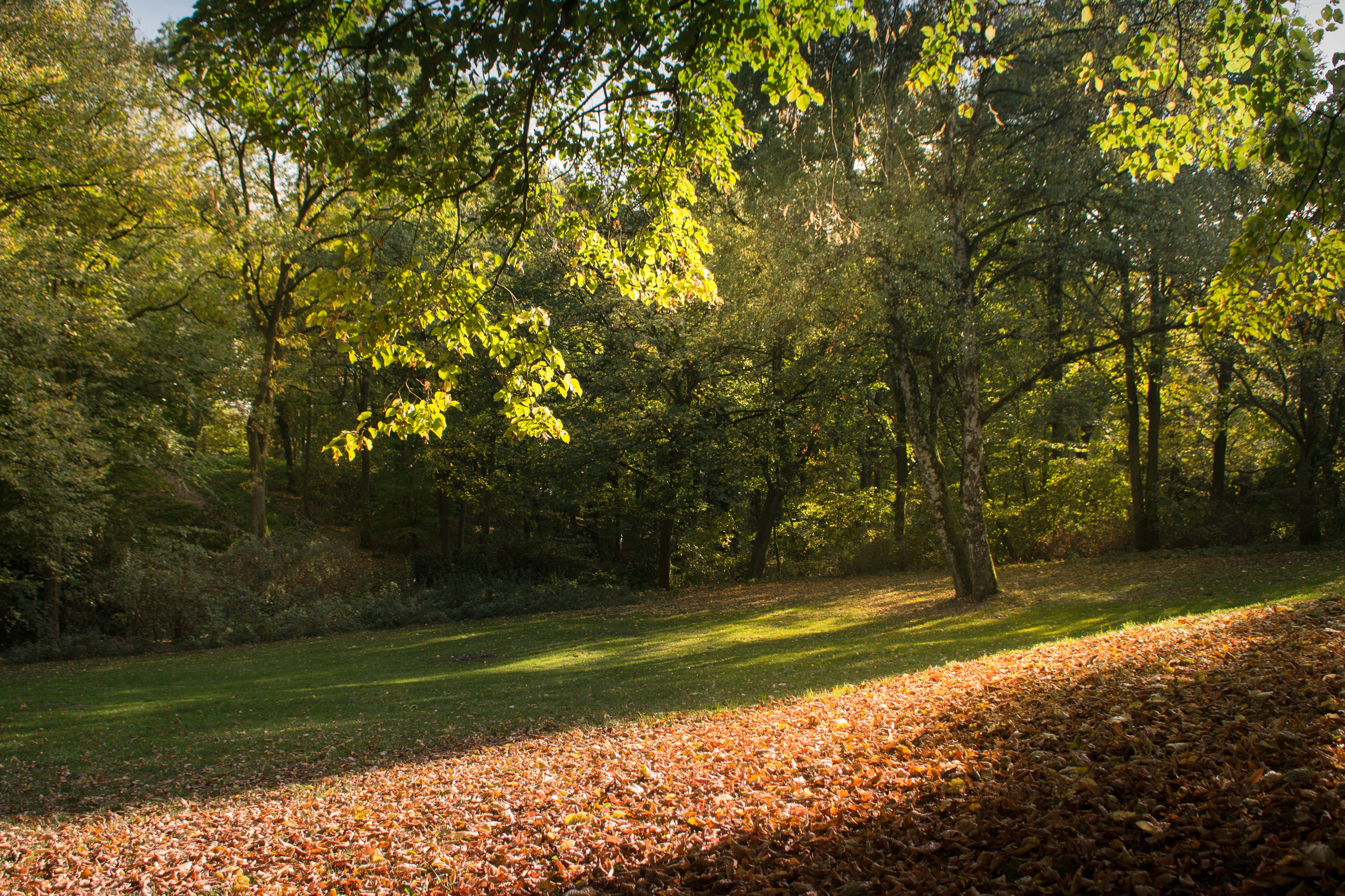 tranquility, no people, walk, nature reserve, non-urban scene, leaf, local recreation, rest, park, plant part, süderelbe, autumn collection, woodland, change, HD Wallpaper