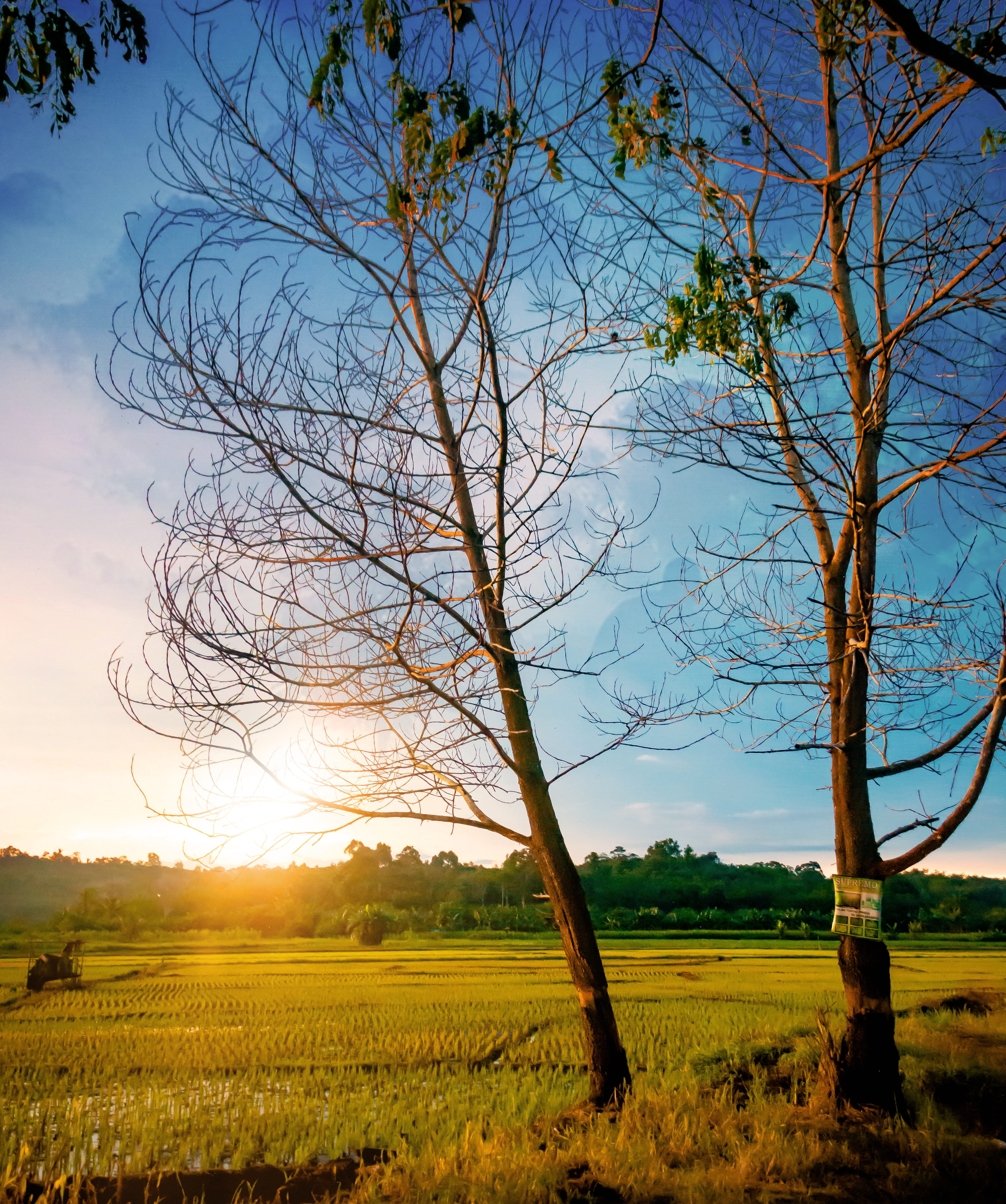 environment, asia, local, beauty in nature, tranquil scene, tree, 4K, agriculture, green, growth, tranquility, landscape, sky, branch, natural, bare tree, Phone HD Wallpaper
