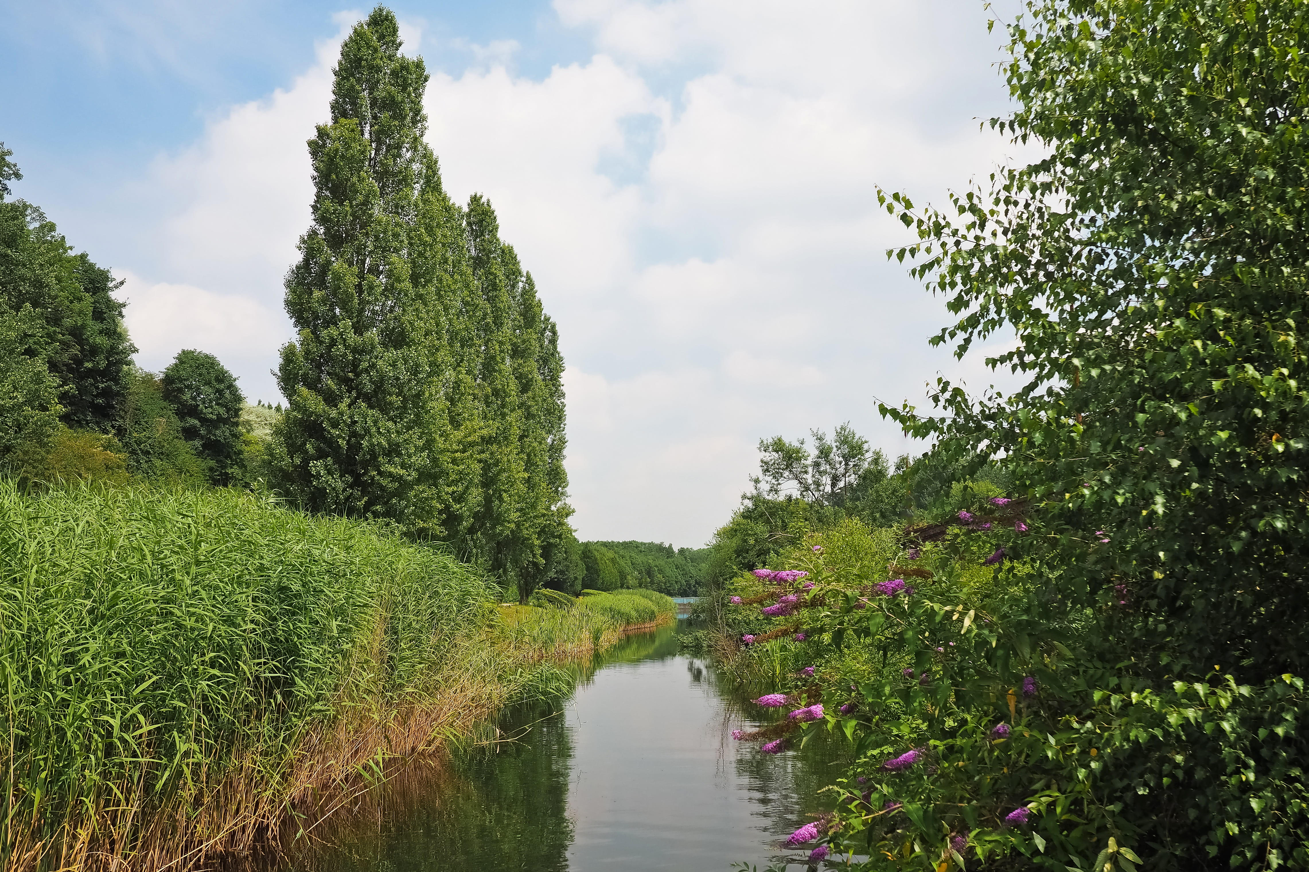 4K, summer, green color, diminishing perspective, nature, field, tranquil scene, river landscape, growth, no people, the way forward, bach, grass, scenic, HD Wallpaper