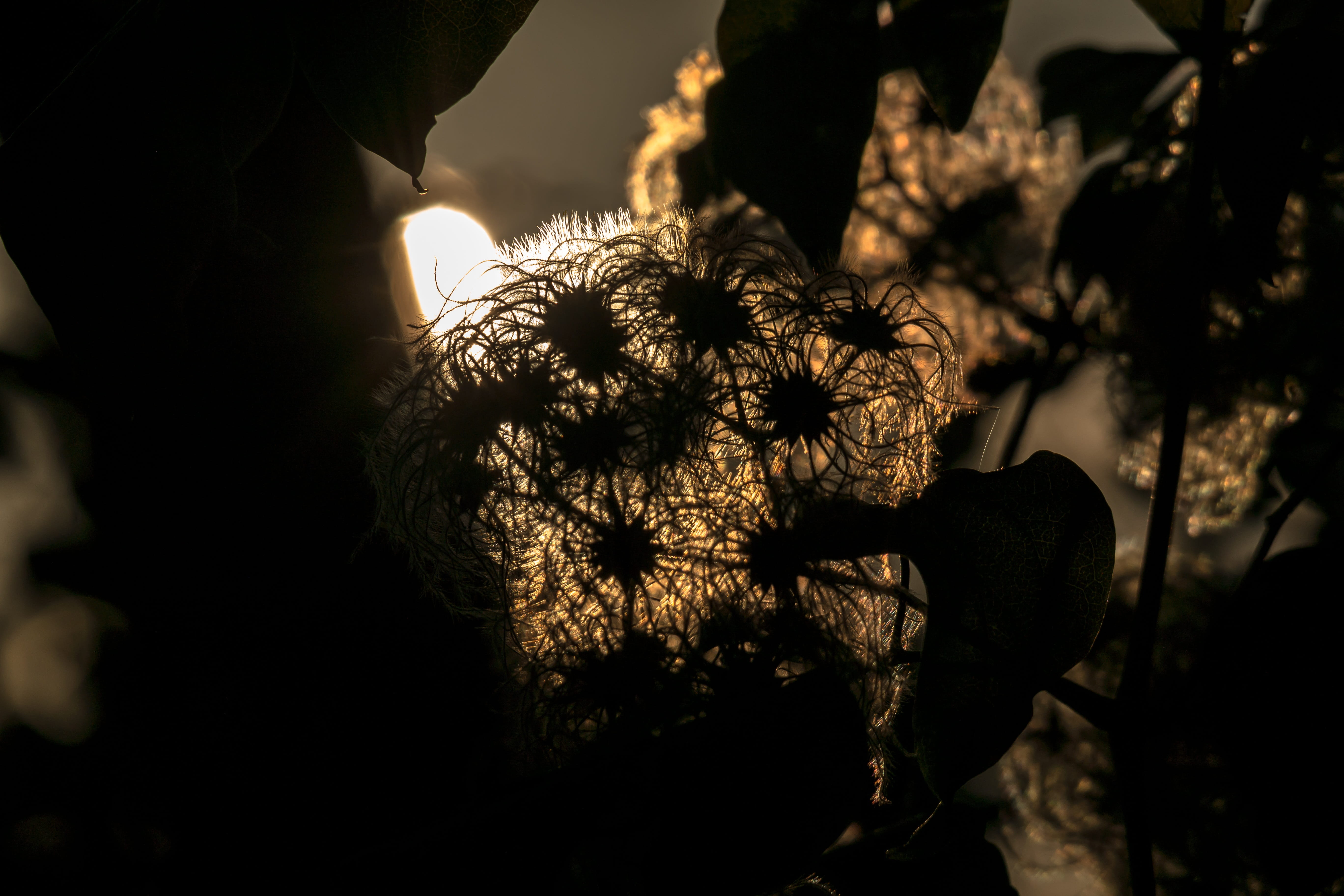 5K, plant, outdoors, growth, woolly, fragility, Clematis, local liane, tranquility, selective focus, real clematis, marijuana - herbal cannabis, nature, HD Wallpaper