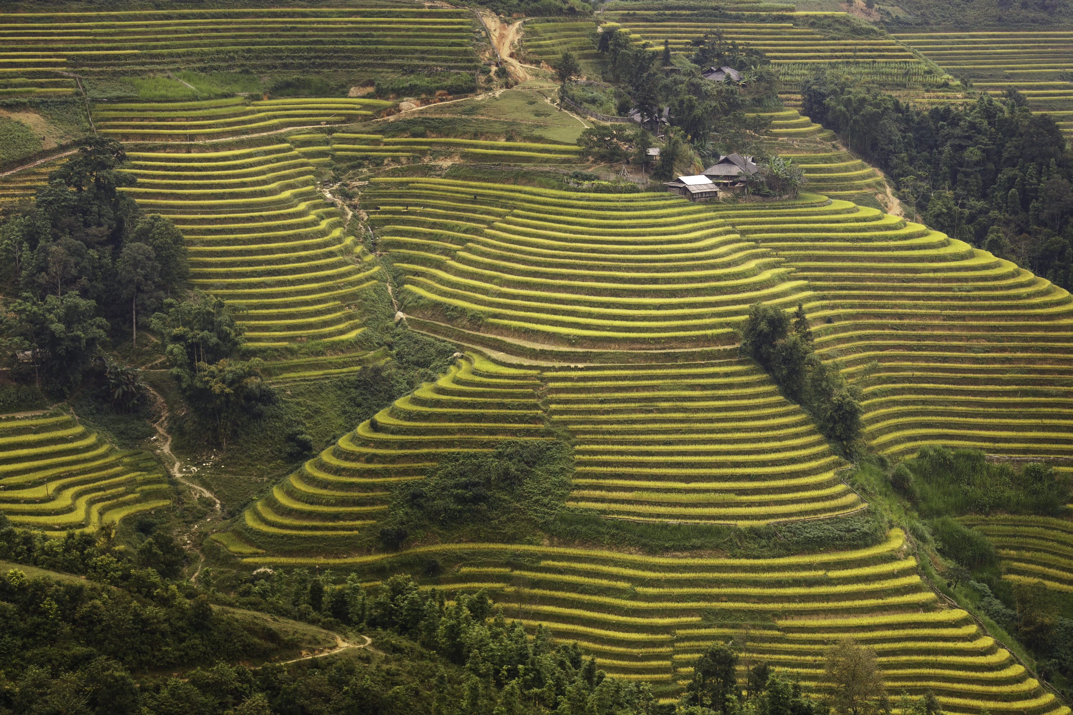 vietnam, natural, step, gardening, hoangsuphi, environment, no people, rice field, food, the valley, clouds, the cultivation, outdoors, ceramics, porcelain, HD Wallpaper