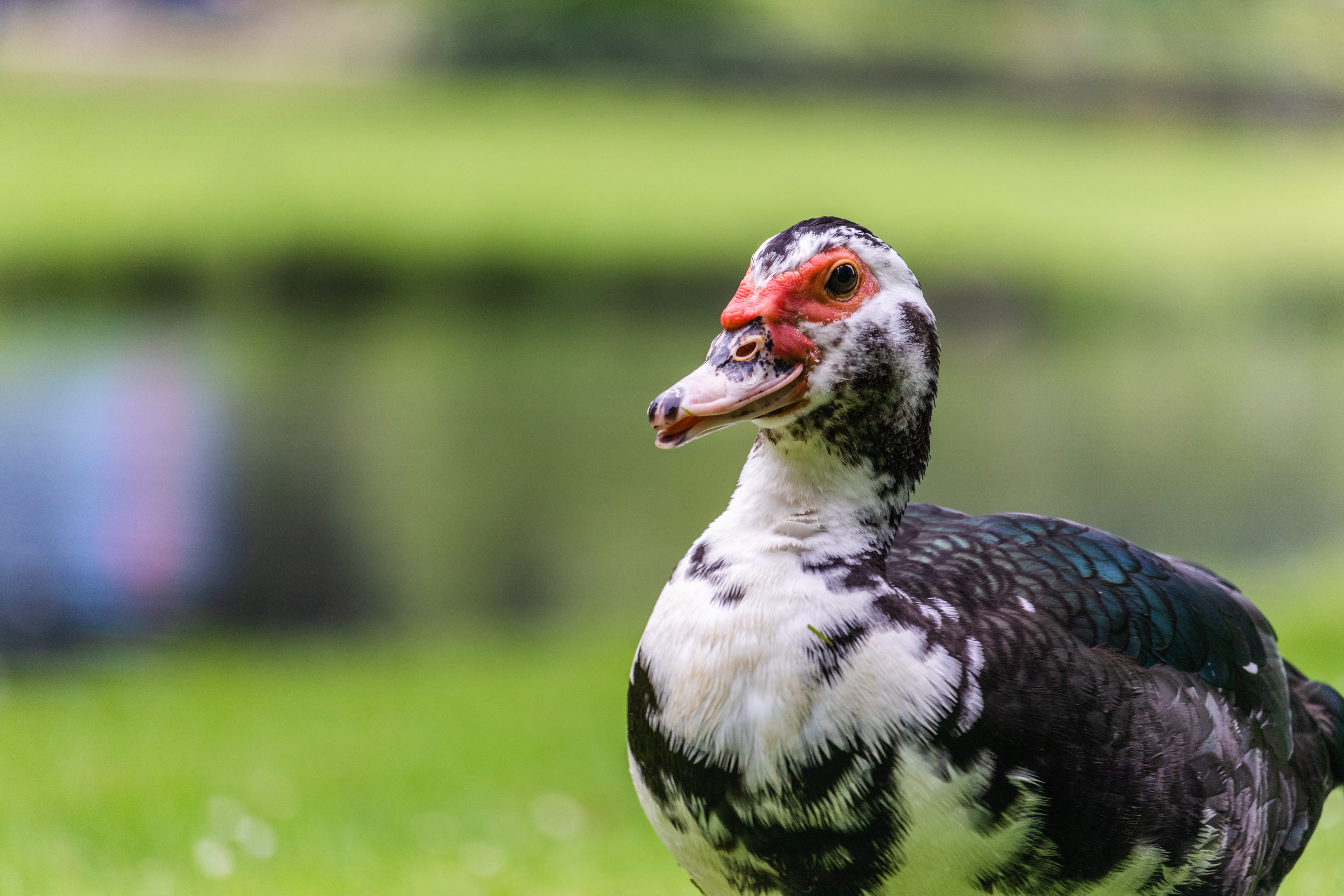 wildlife, land, bokeh, no people, green color, beak, animals in the wild, bird, blur, duck, animal themes, day, one animal, animal wildlife, rotterdam, HD Wallpaper