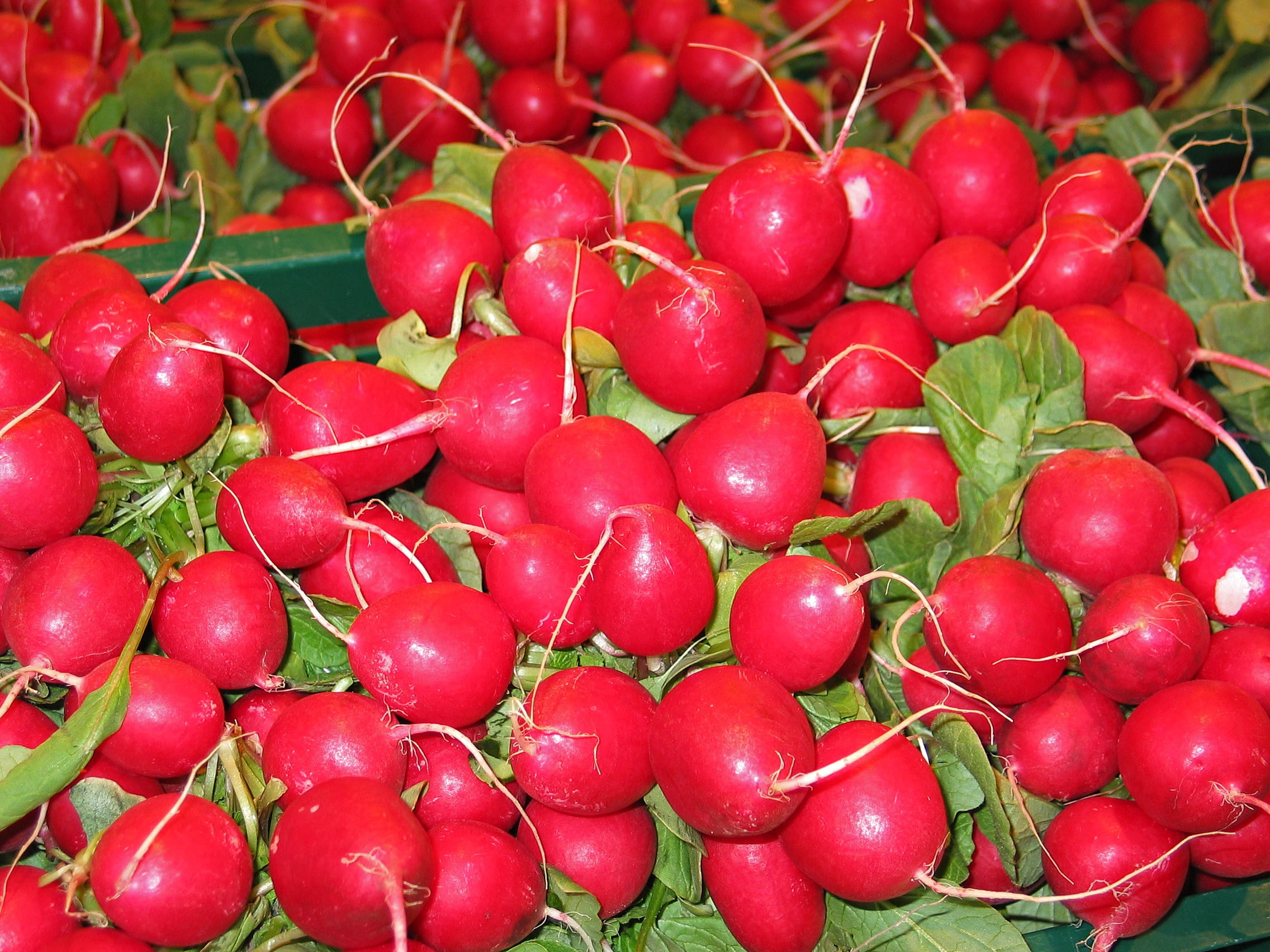 full frame, wellbeing, sharp, radishes, frisch, close-up, market, fruit, retail, still life, vegetable, raw, vitamins, 1080P, eat, nature, edible, garden, HD Wallpaper