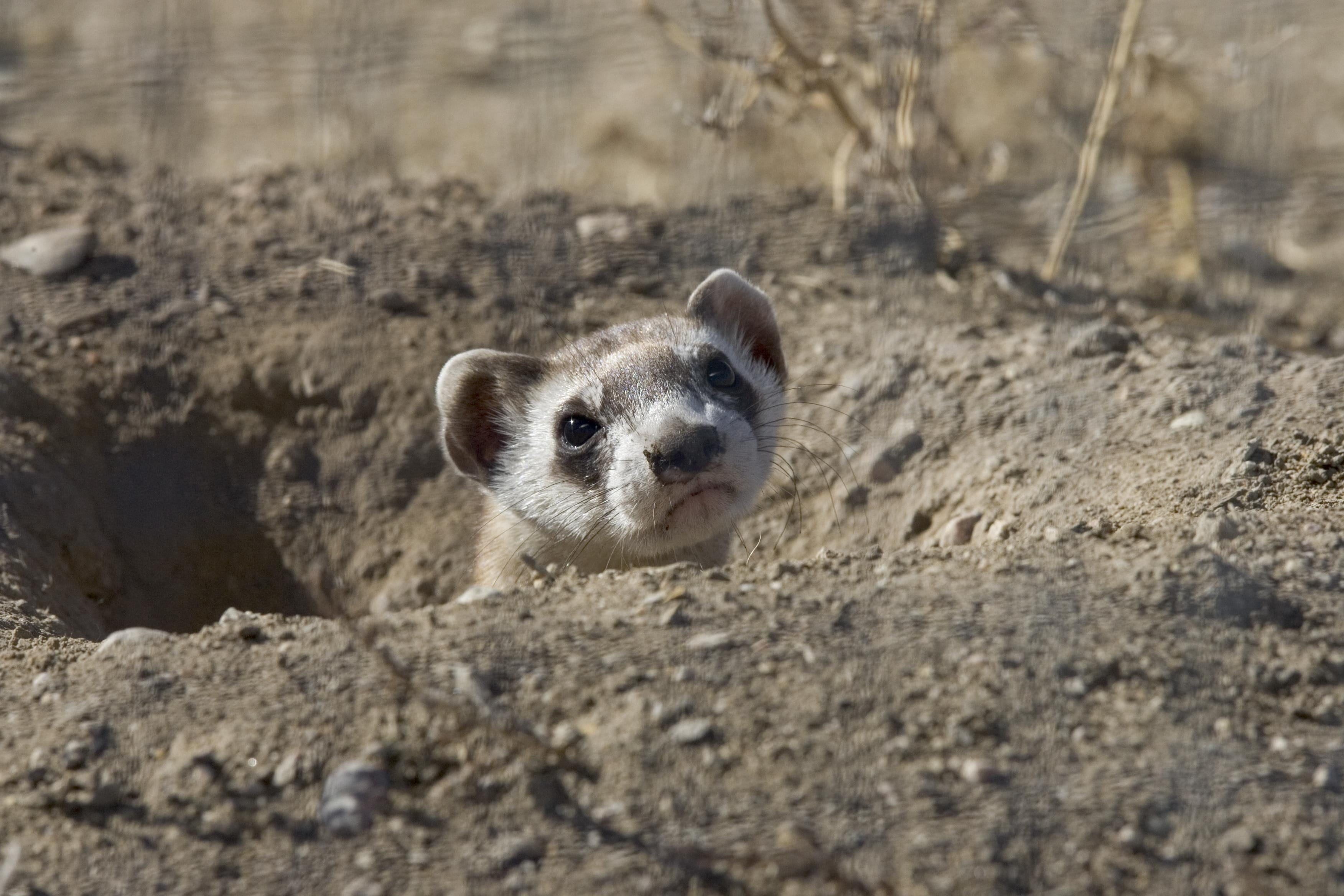 Animal, dirt, day, nature, rodent, animals, close-up, Ferret, mud, vertebrate, whisker, animal wildlife, mouse, ferrets, selective focus, fauna, portrait, HD Wallpaper