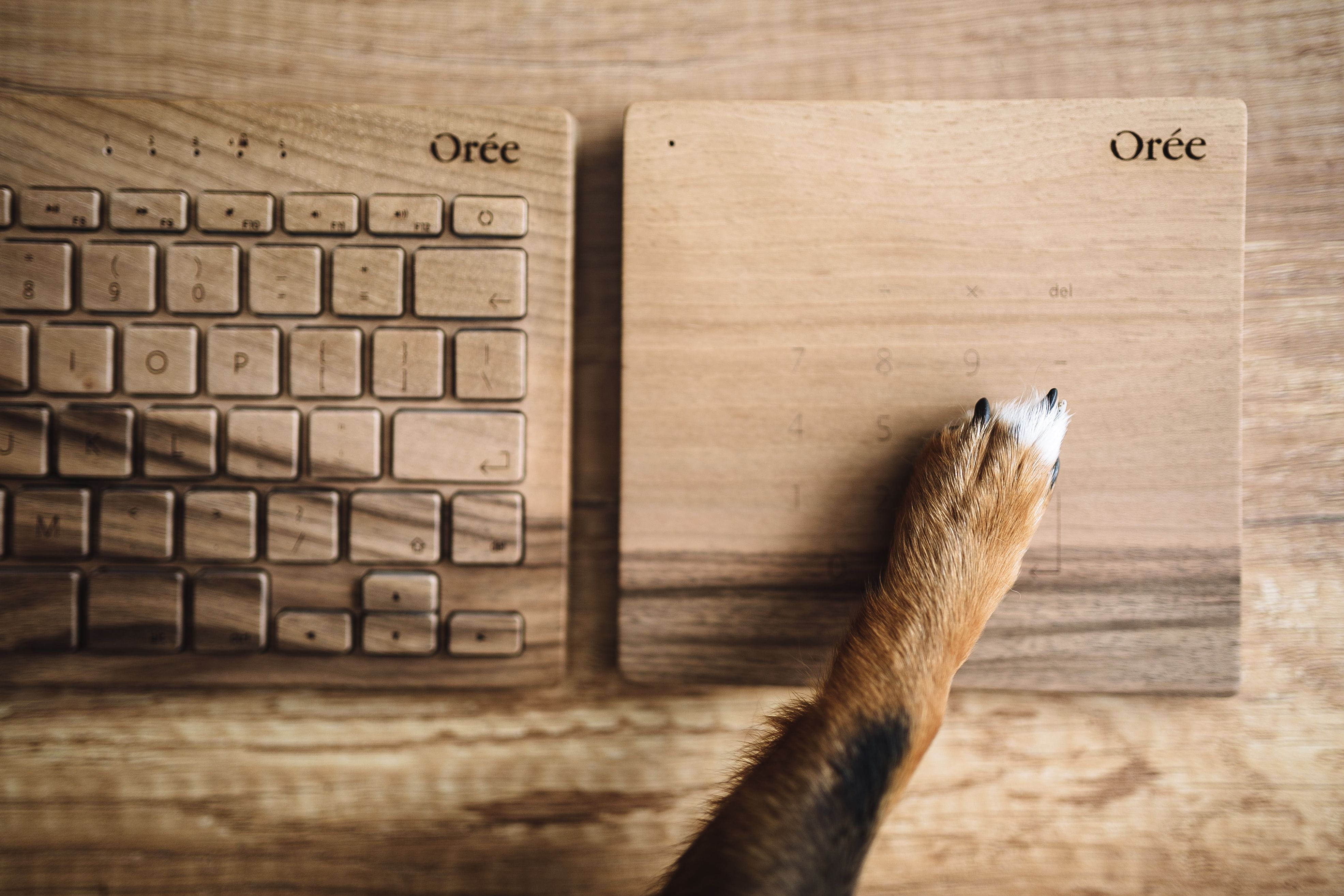 animal themes, dog, funny, desk, directly above, alphabet, table, focus on foreground, close-up, brown, communication, document, letter, data, keyboard, HD Wallpaper