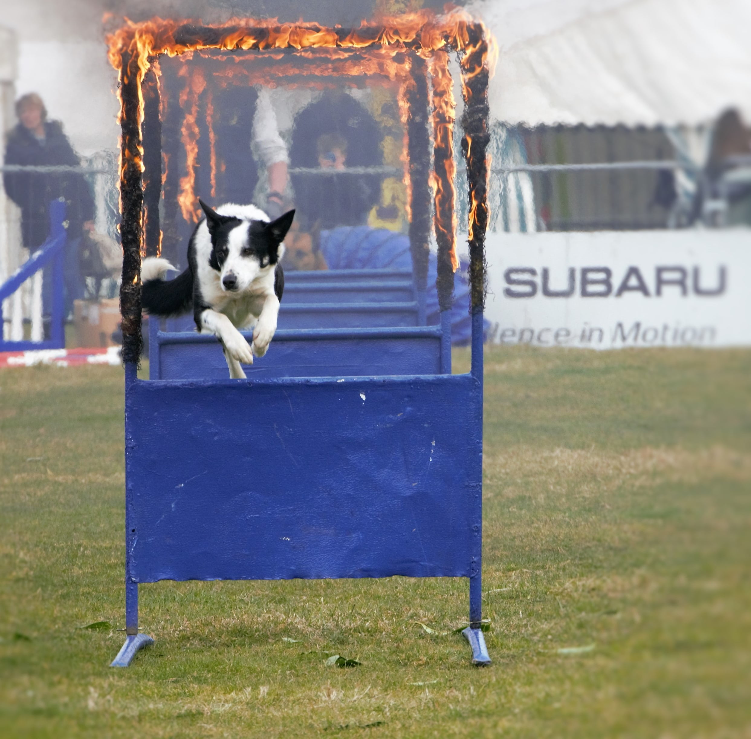 day, grass, dog, garbage bin, bravery, cat, jumping through fire, outdoors, animal, domestic animals, domestic, 1080P, animal themes, canine, pets, field, HD Wallpaper