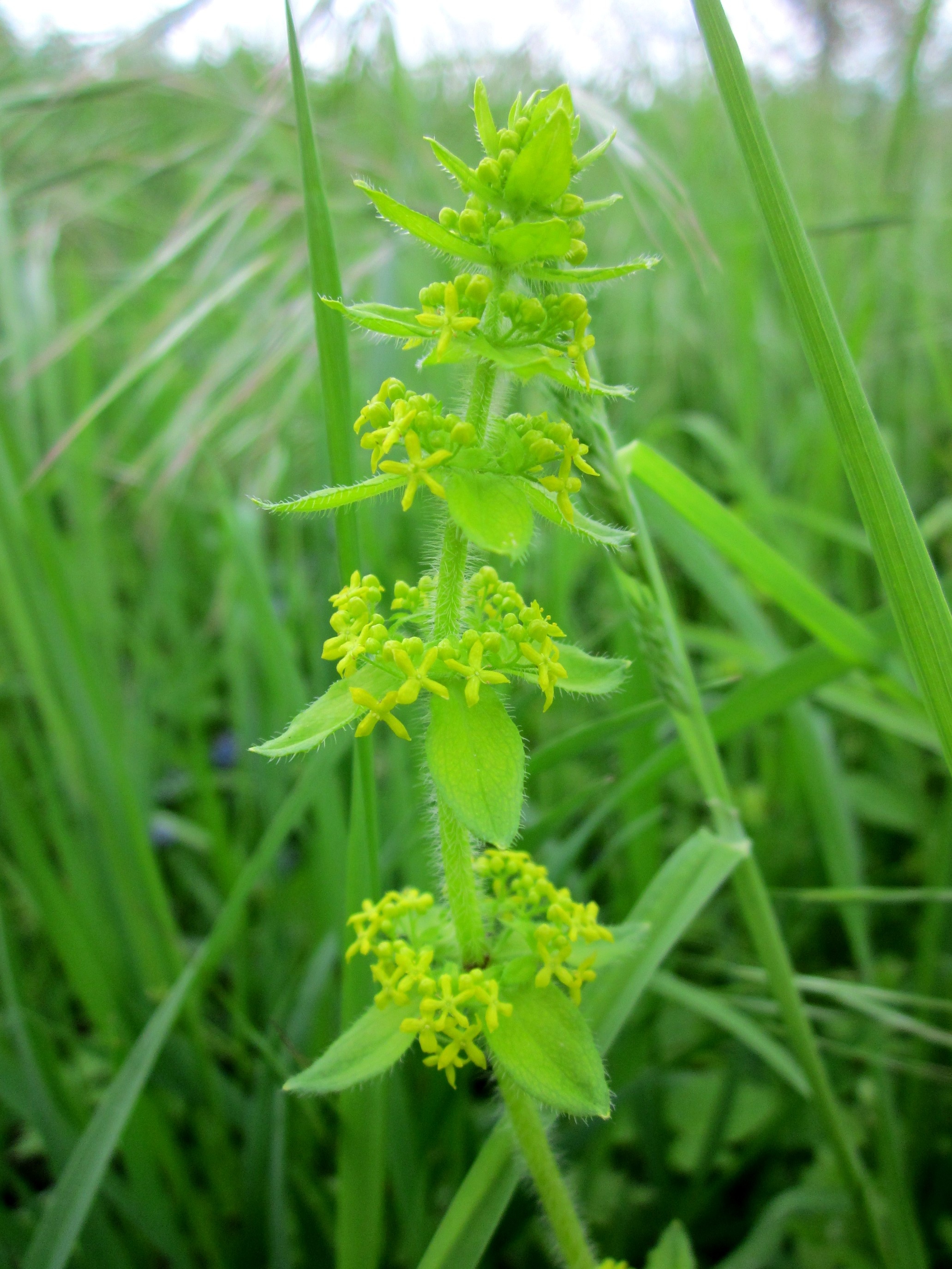 tranquility, summer, outdoors, food, plant, no people, grass, plant part, day, smooth bedstraw, crosswort, leaf, green Color, growth, luc na croise, selective focus, Phone HD Wallpaper