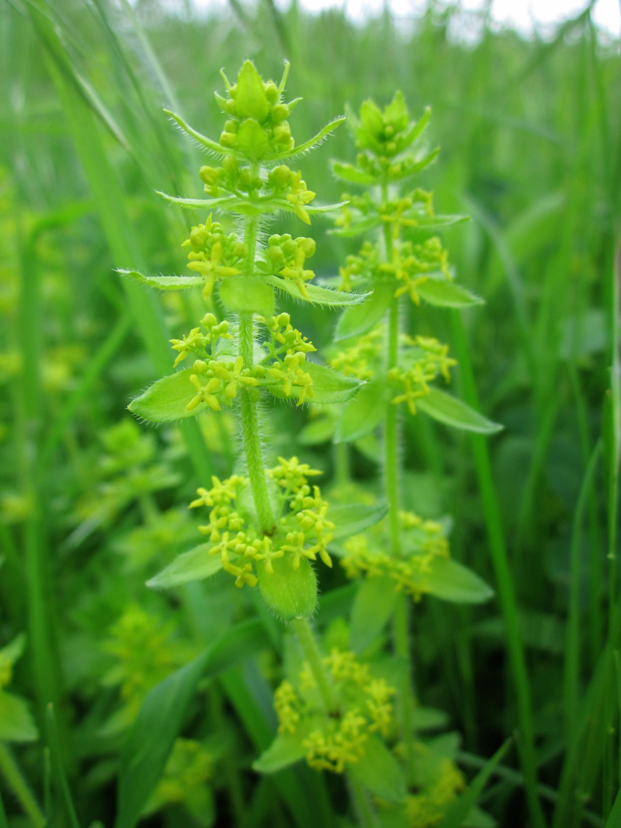 wildflower, outdoors, cruciata, vegetable, 2K, Cruciata Laevipes, freshness, food, field, plant, land, flora, beauty in nature, smooth bedstraw, selective focus, Phone HD Wallpaper