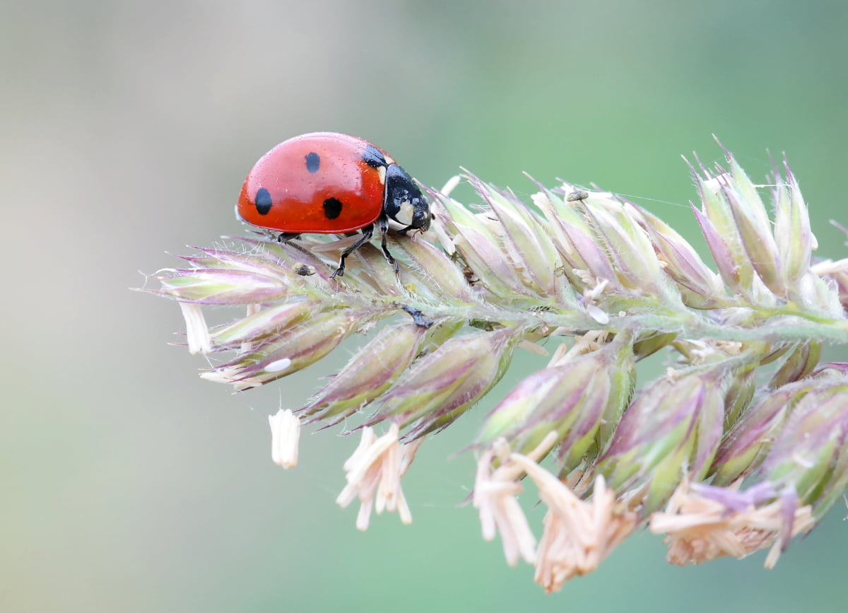 insect, close-up, nature, summer, red, macro, 480P, samsung, Coccinelle, france, close up photography, flower, photography, springtime, luc, petaled, de, HD Wallpaper