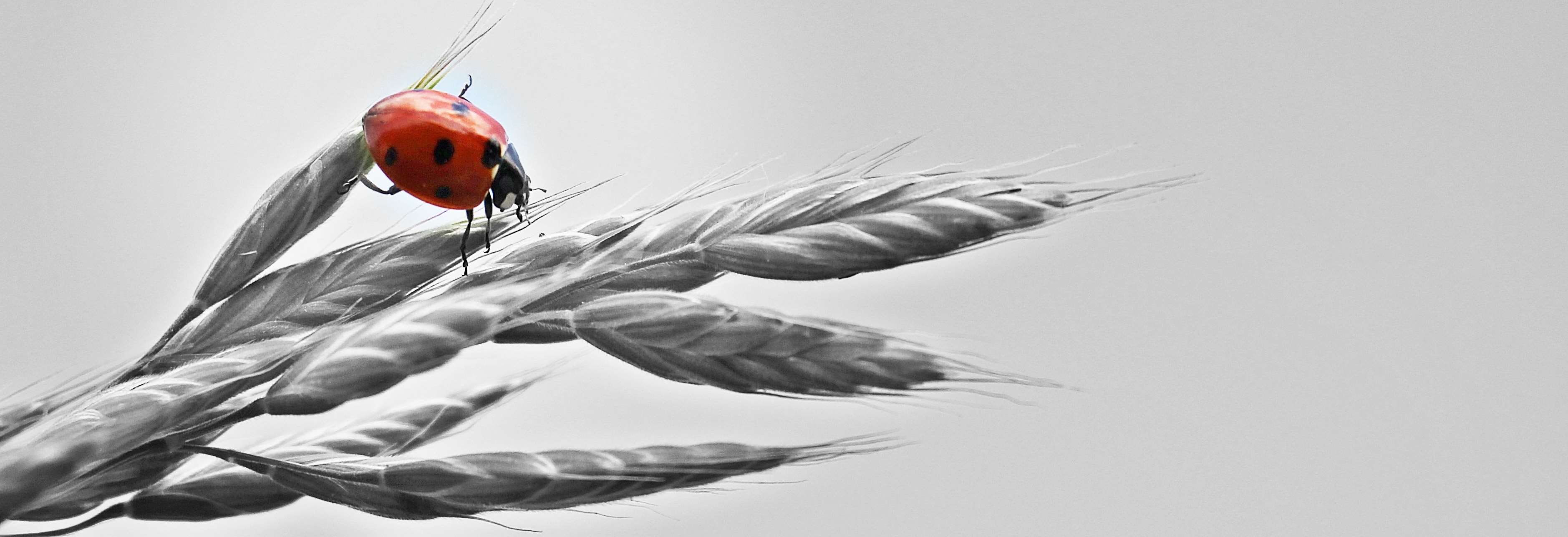 bird, insect, food, black and white, animal, background image, beetle, flight insect, crawl, vertebrate, invertebrate, corn ear, flower, 2K, animals in the wild, HD Wallpaper