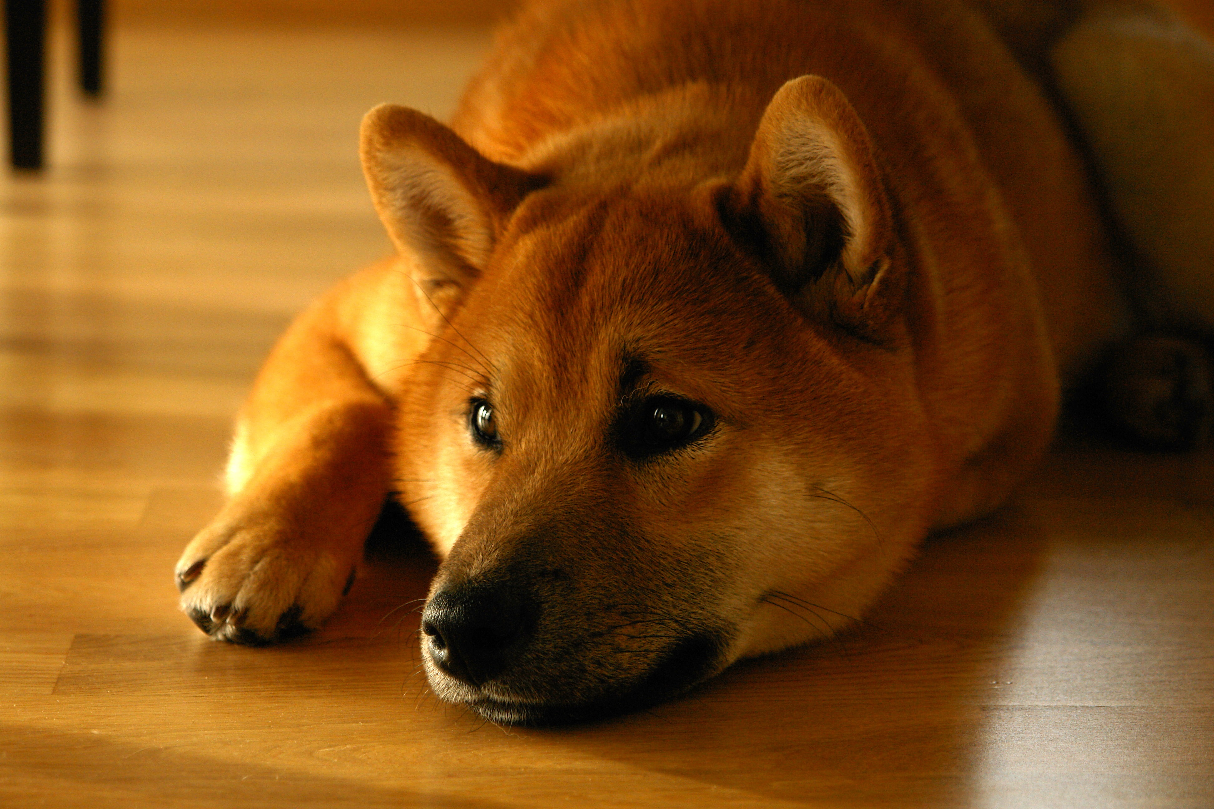 shiba, muzzle, 4K, dog, inu, HD Wallpaper