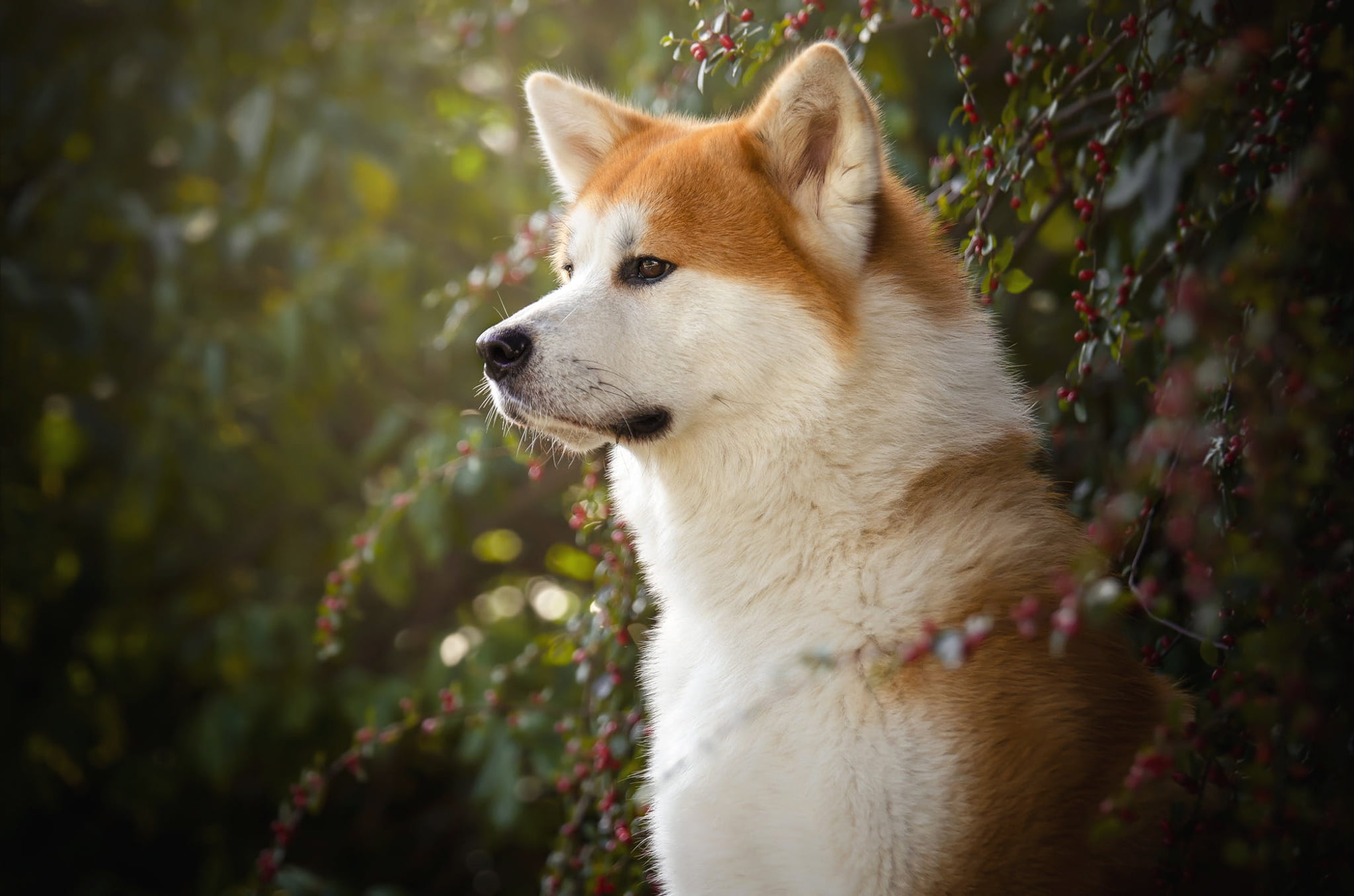 1080P, Pet, Dogs, Shiba Inu, Dog, HD Wallpaper