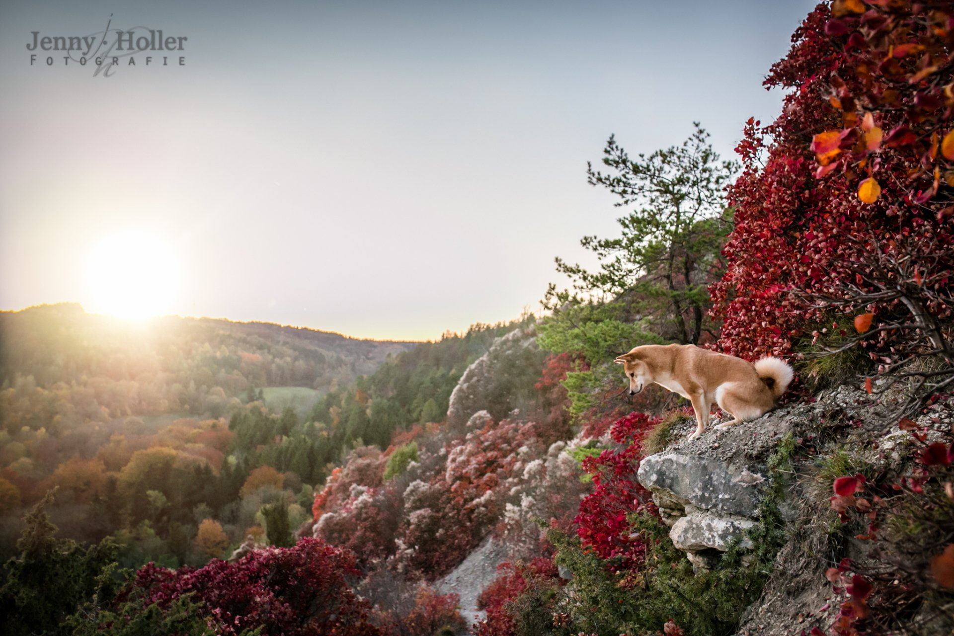 Dogs, Dog, Pet, Shiba Inu, 1080P, HD Wallpaper