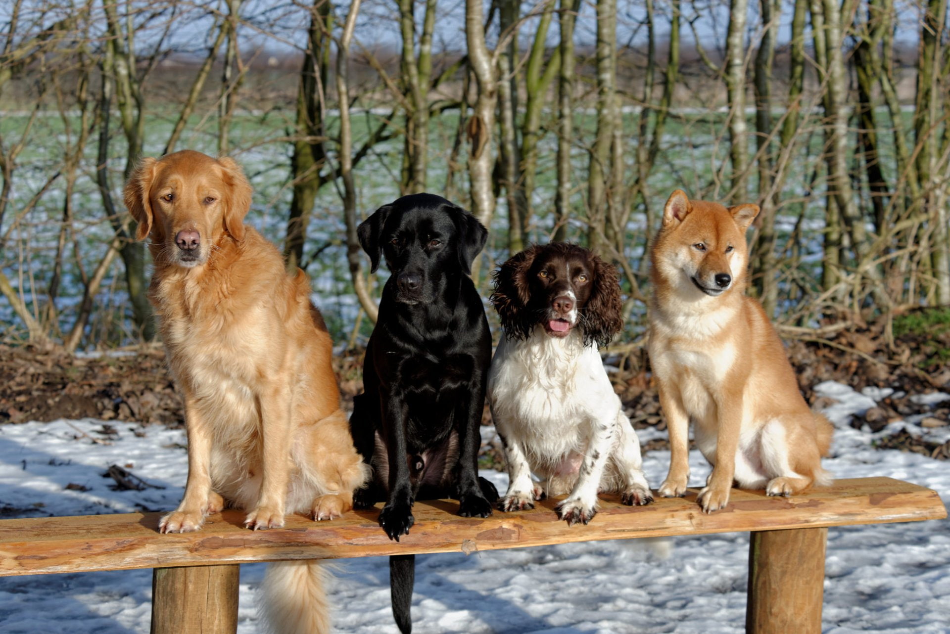 Shiba Inu, Spaniel, Dog, Labrador Retriever, Dogs, 1080P, HD Wallpaper