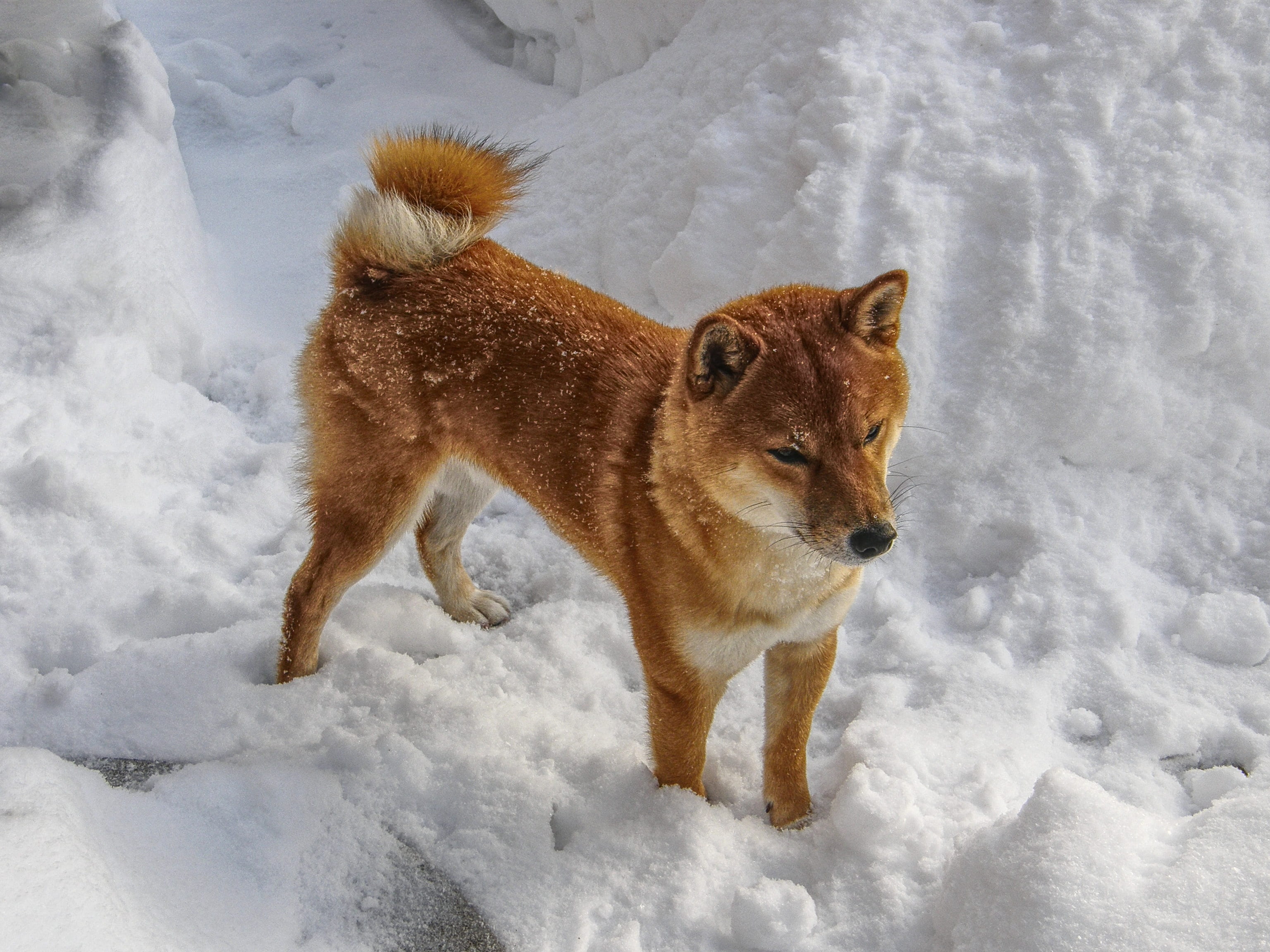 no people, outdoors, coated, pets, animal themes, winter, shiba in the snow, domestic animals, looking away, animal, nature, animals in the wild, dog, 2K, HD Wallpaper