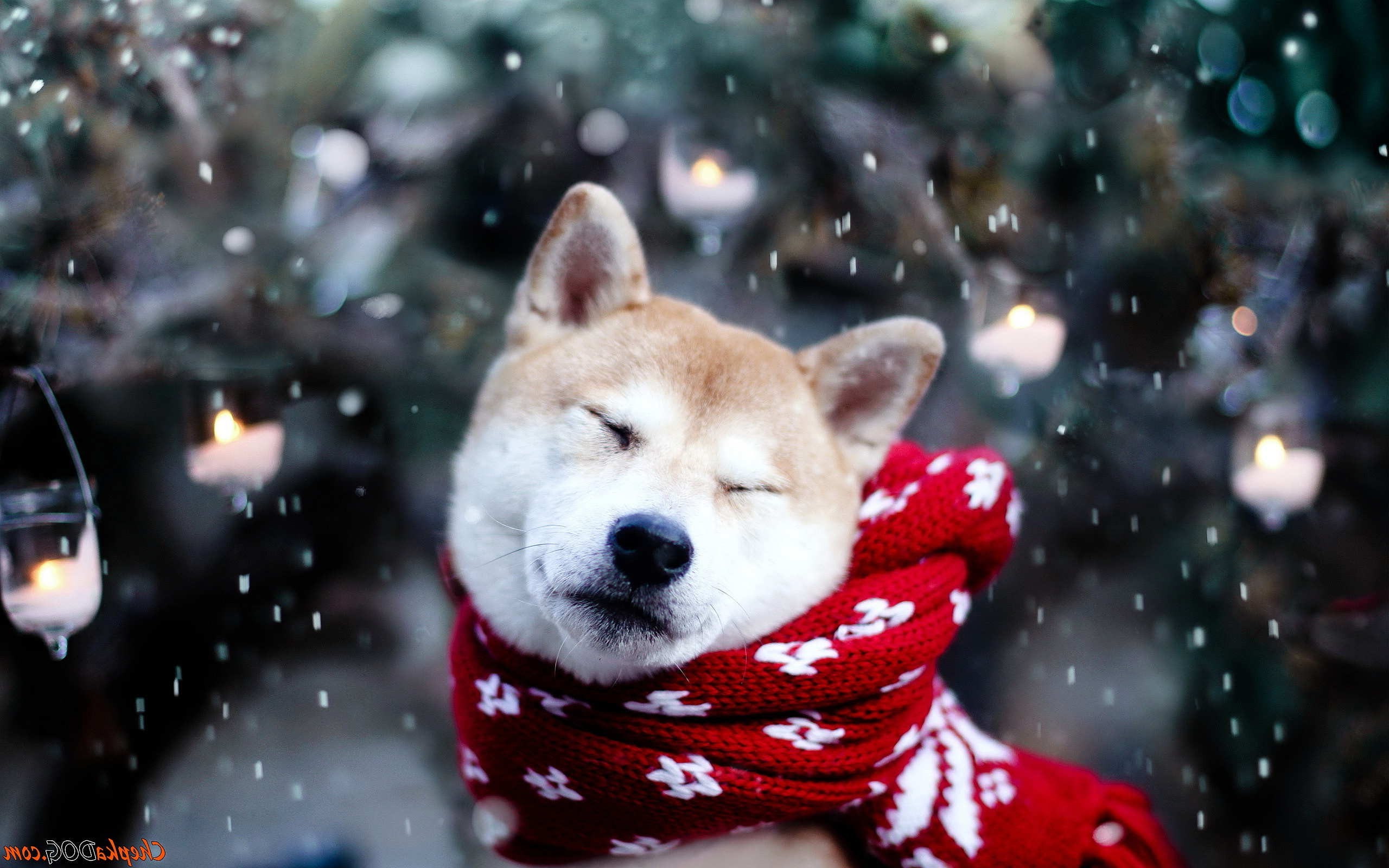 snow, canine, winter, animal head, 2K, nature, innocence, blizzard, focus on foreground, clothing, day, mammal, cold temperature, small, dog, snowflake, HD Wallpaper