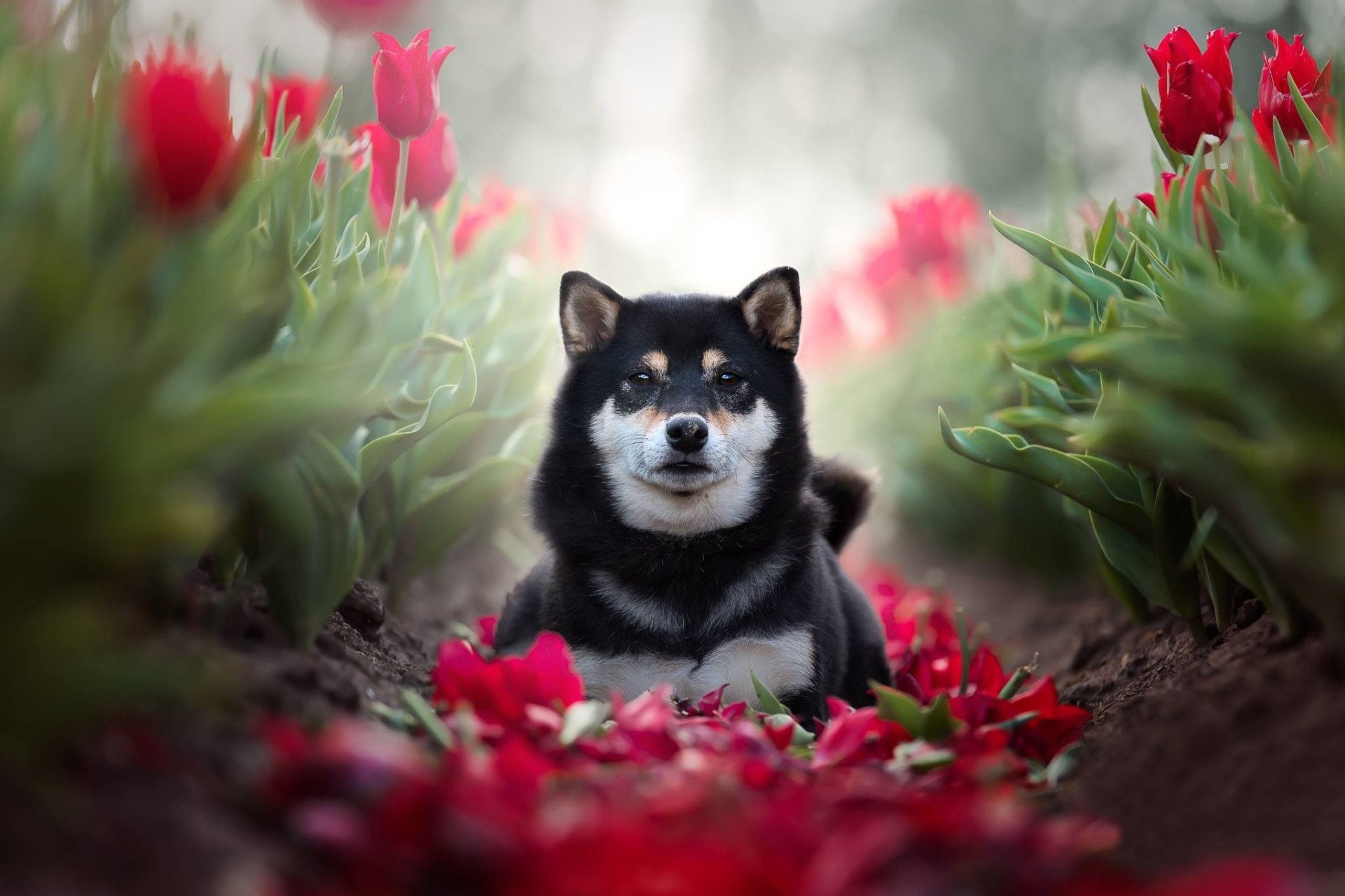 1080P, Dog, Dogs, Shiba Inu, Pet, HD Wallpaper