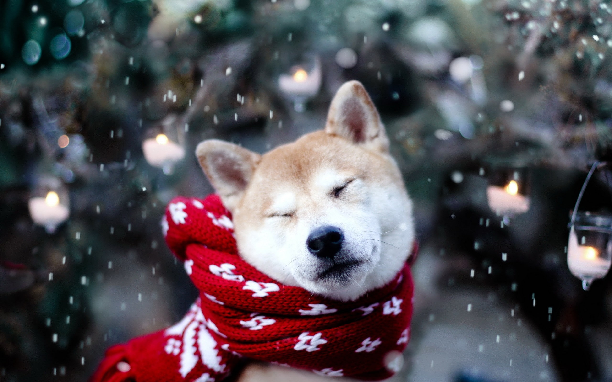 x, inu, dogs, shiba, hd, 2K, art, animals, HD Wallpaper